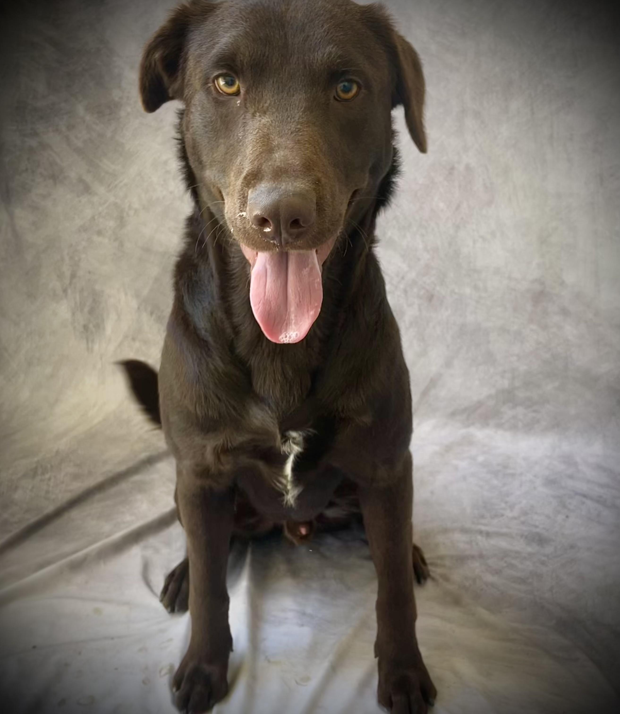 Enlarge Axel, a Adoptable mixed breed in Salinas, CA image 2/4