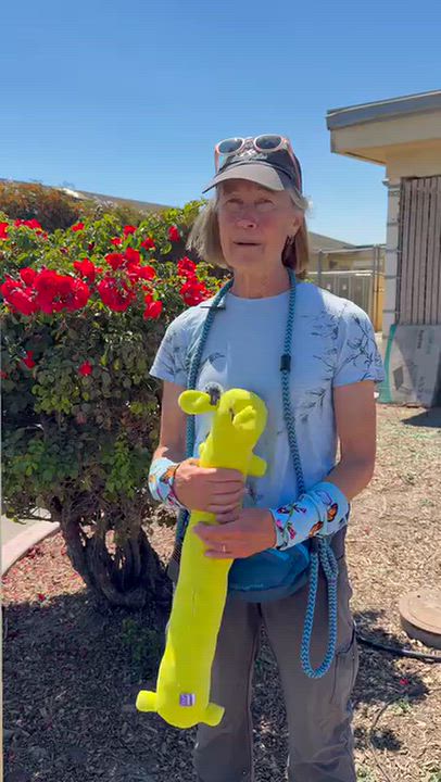 Enlarge Axel, a Adoptable mixed breed in Salinas, CA video 3/4