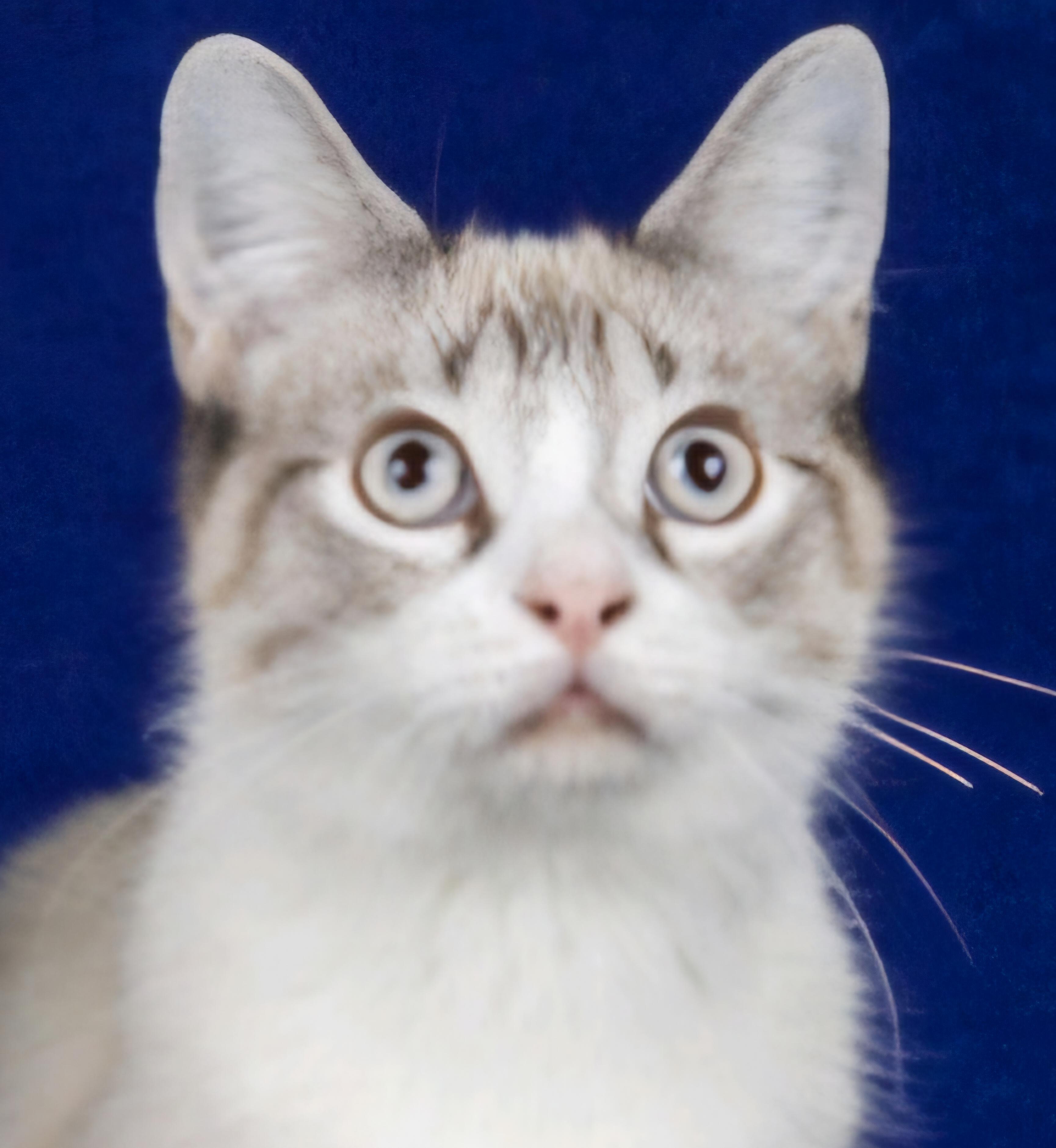 Tyler, a Adoptable mixed breed in Cincinnati, OH image 3/3