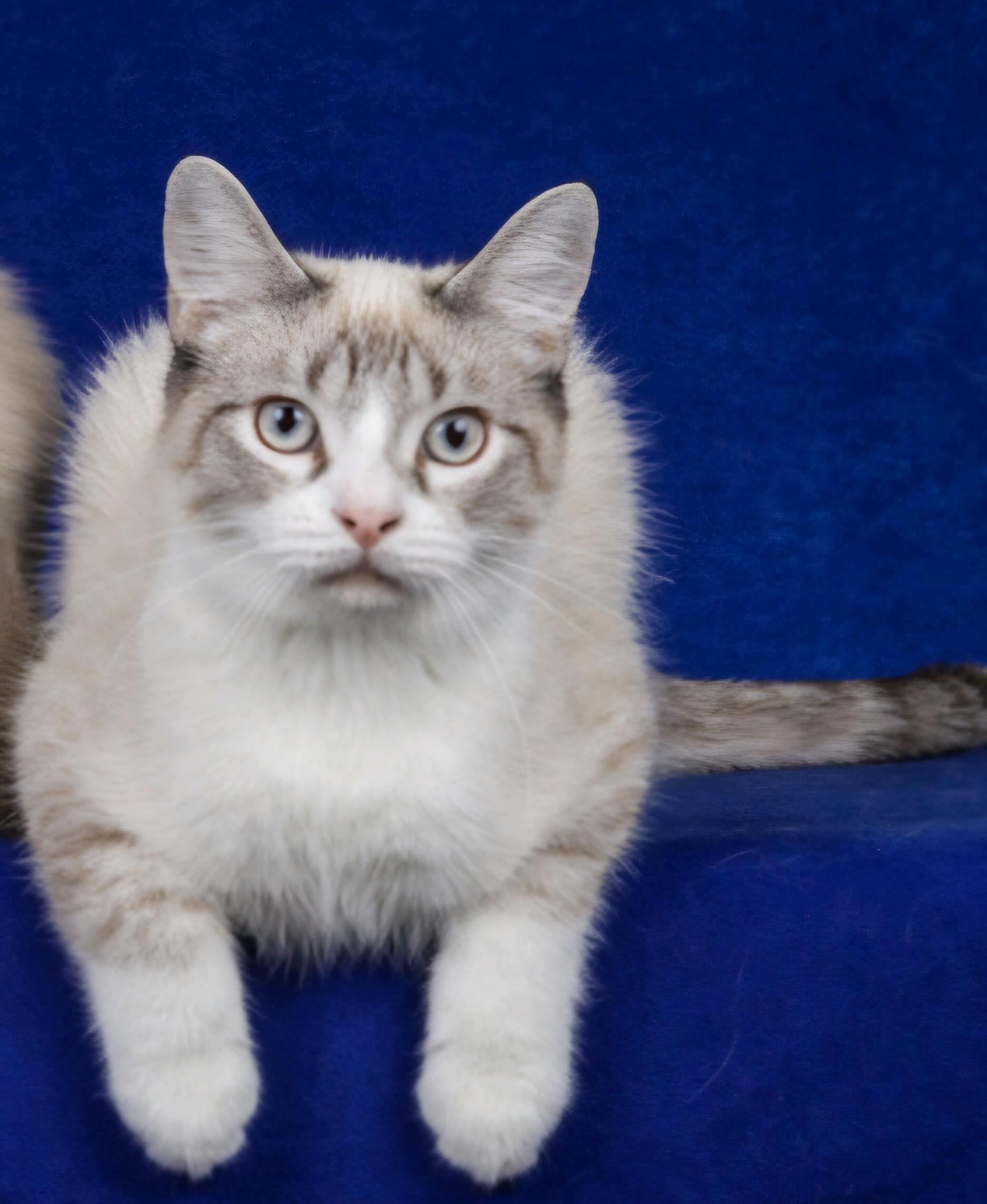 Tyler, a Adoptable mixed breed in Cincinnati, OH image 2/3