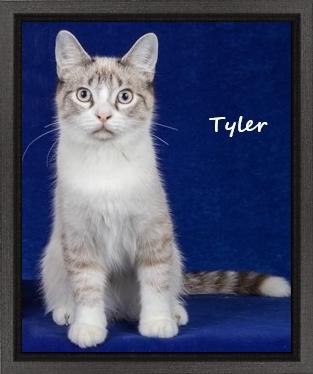Tyler, a Adoptable mixed breed in Cincinnati, OH image 1/3