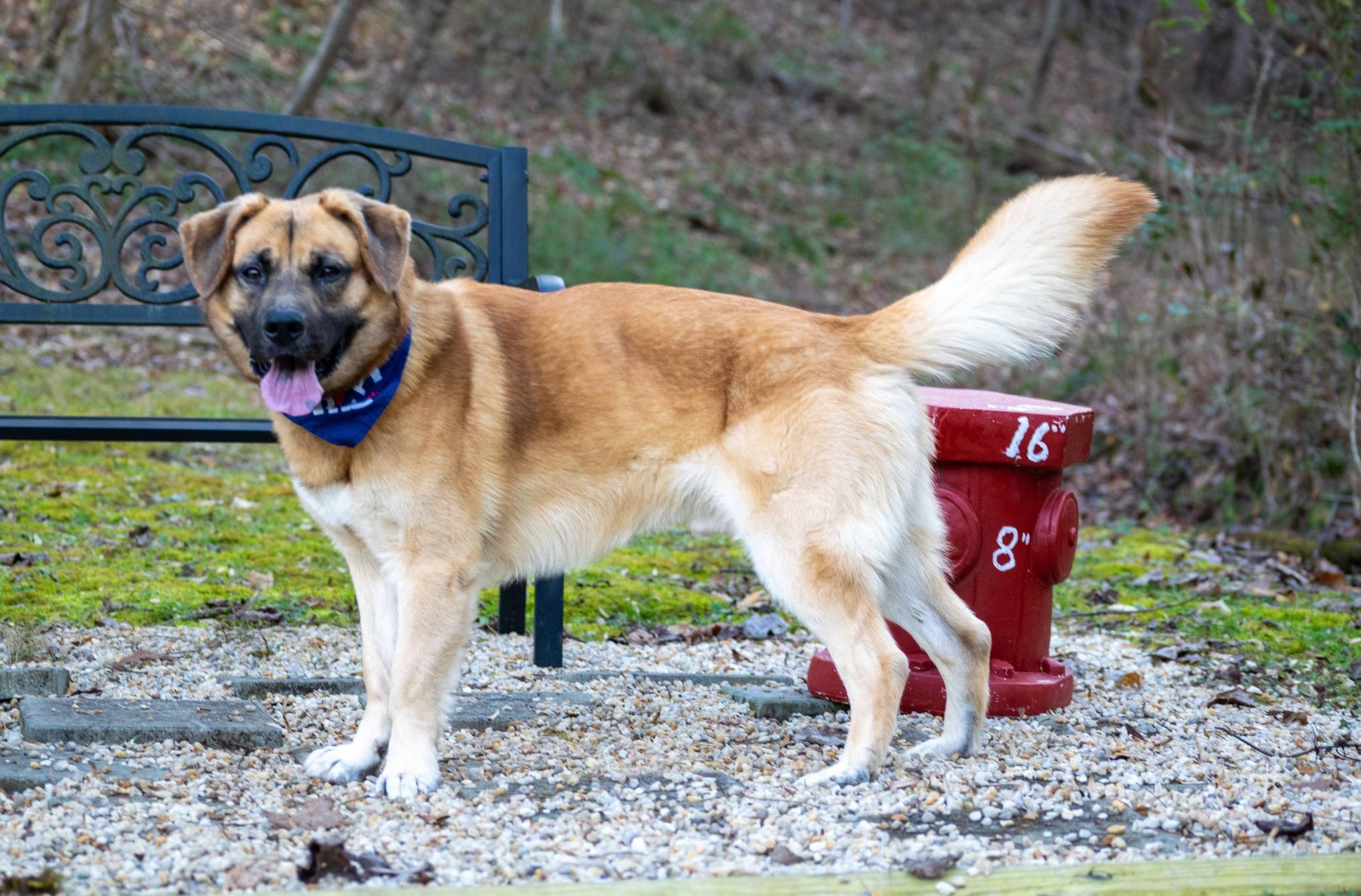 Enlarge Bodhi, a ADOPTABLE mixed breed in Sevierville, TN image 4/4
