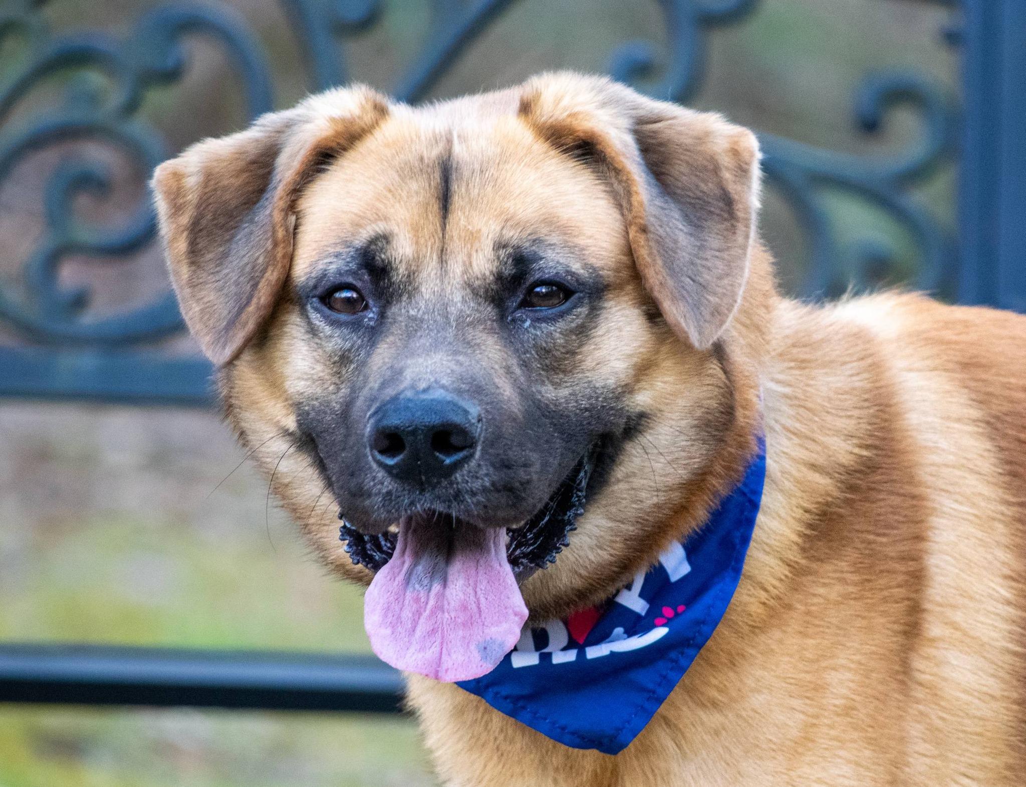 Enlarge Bodhi, a ADOPTABLE mixed breed in Sevierville, TN image 3/4