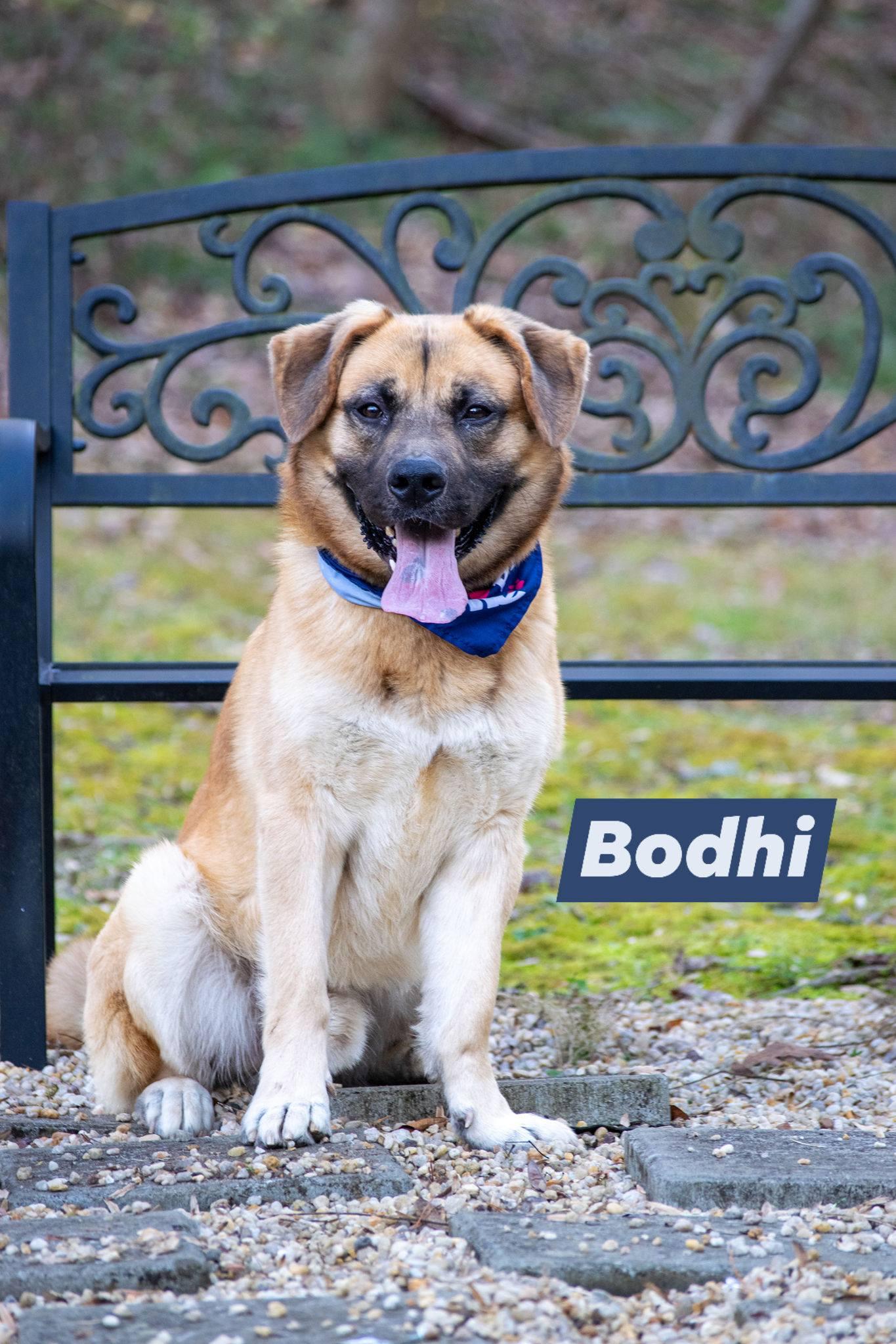 Enlarge Bodhi, a ADOPTABLE mixed breed in Sevierville, TN image 1/4