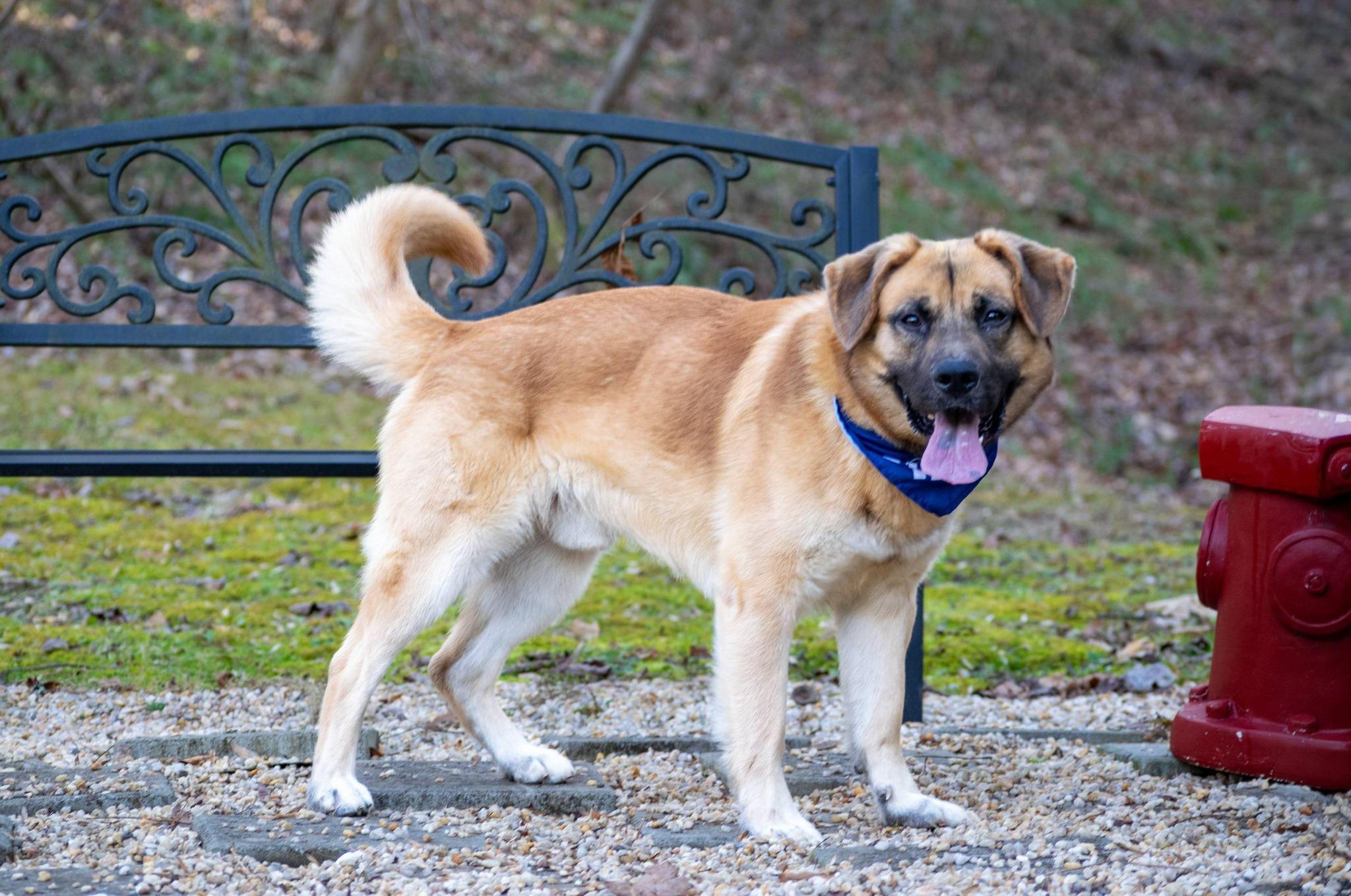 Enlarge Bodhi, a ADOPTABLE mixed breed in Sevierville, TN image 2/4