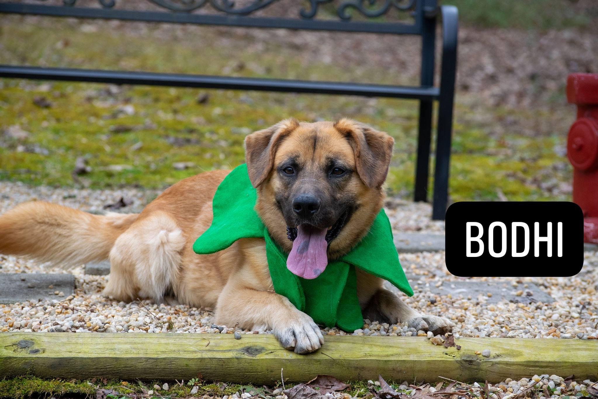 Bodhi, ADOPTABLE, Adult Male Shepherd & Basset Hound.