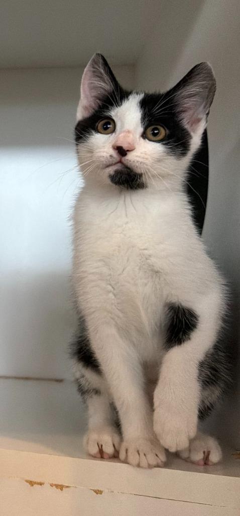 Marzipan, Adoptable, Kitten Female Domestic Short Hair.