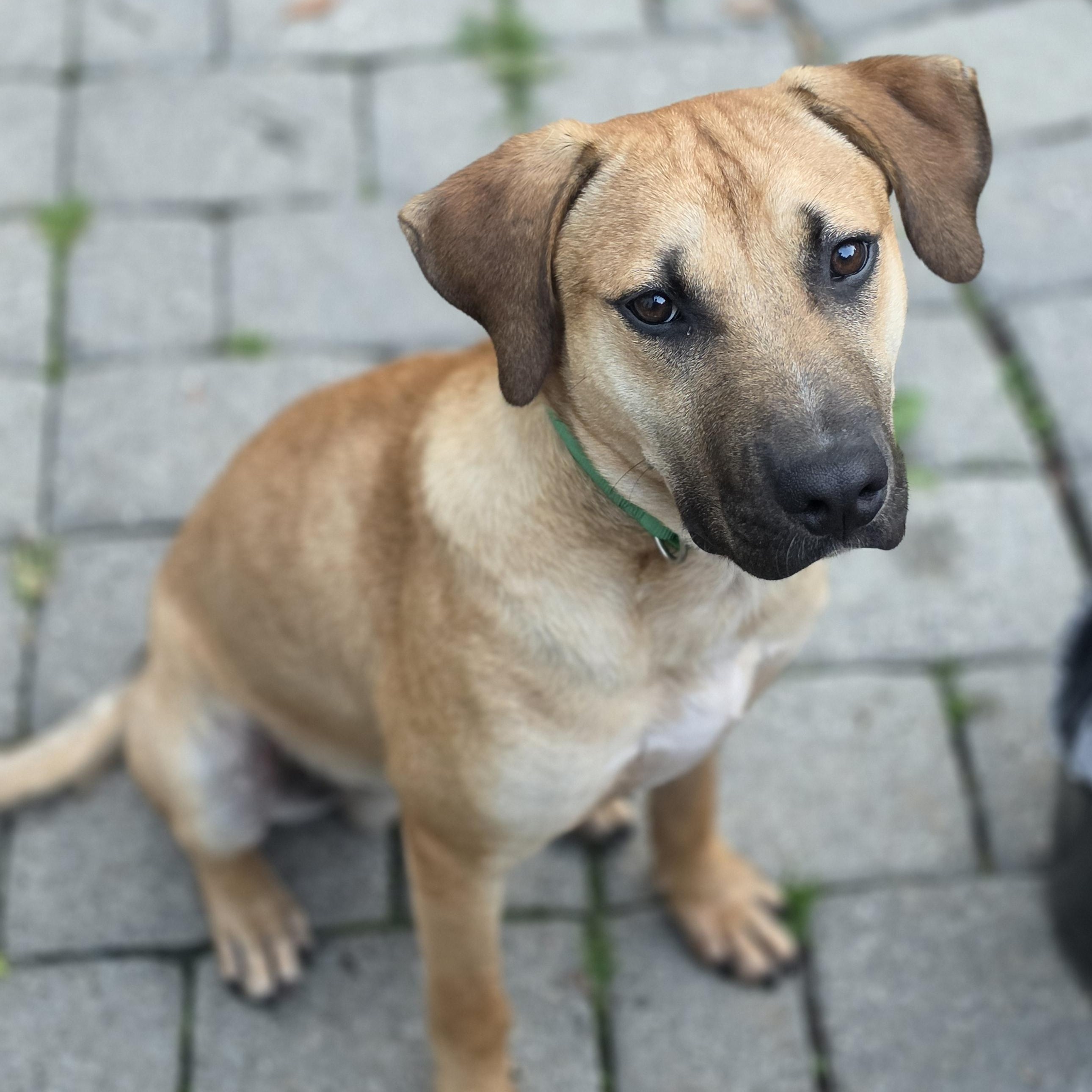 Enlarge Fabio, a Adoptable mixed breed in Blairstown, NJ image 2/6