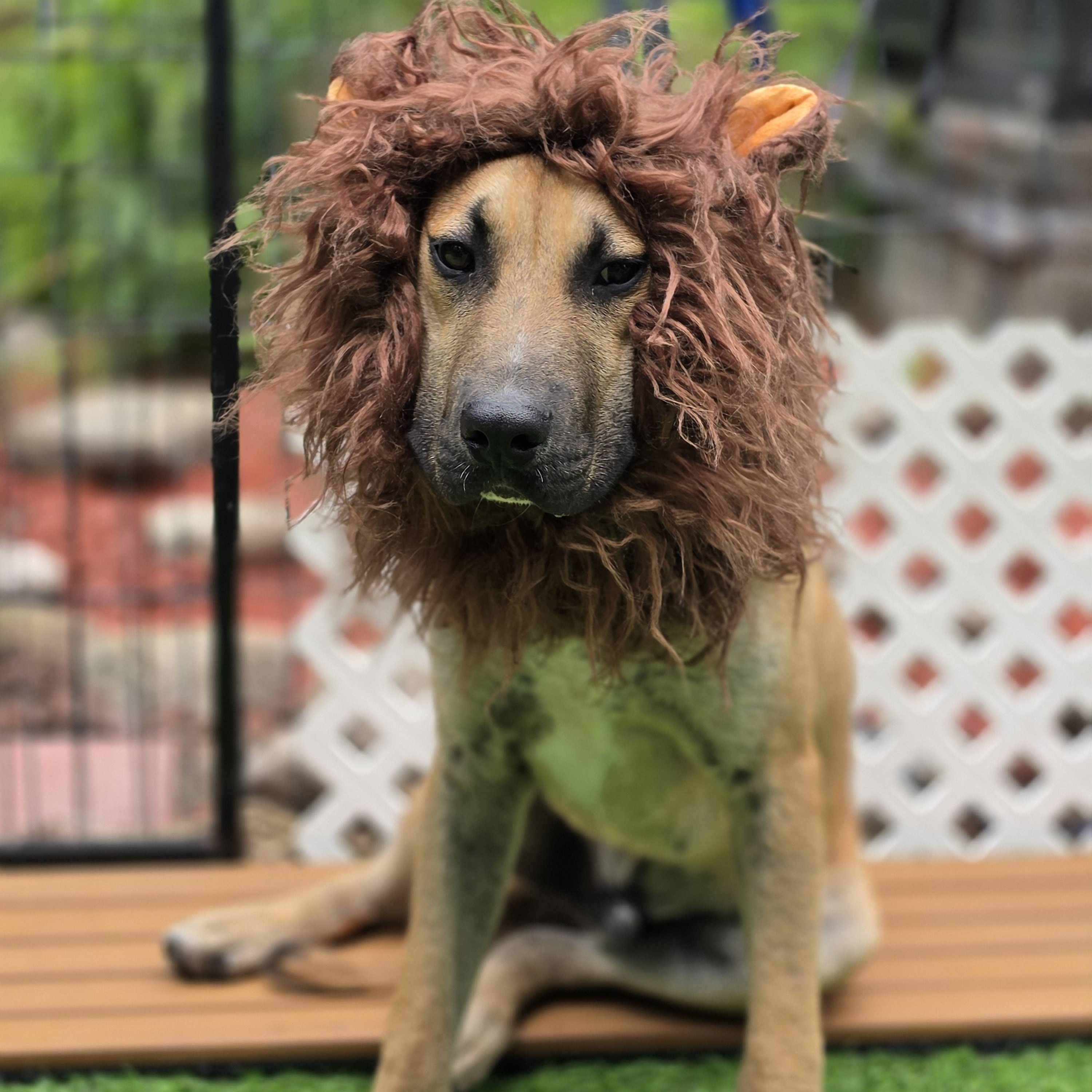 Enlarge Fabio, a Adoptable mixed breed in Blairstown, NJ image 4/6