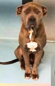 Bonnie, an adopted mixed breed in Sheboygan, WI image 2/4