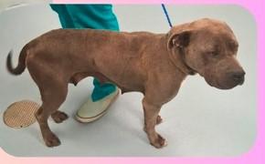 Bonnie, an adopted mixed breed in Sheboygan, WI image 3/4