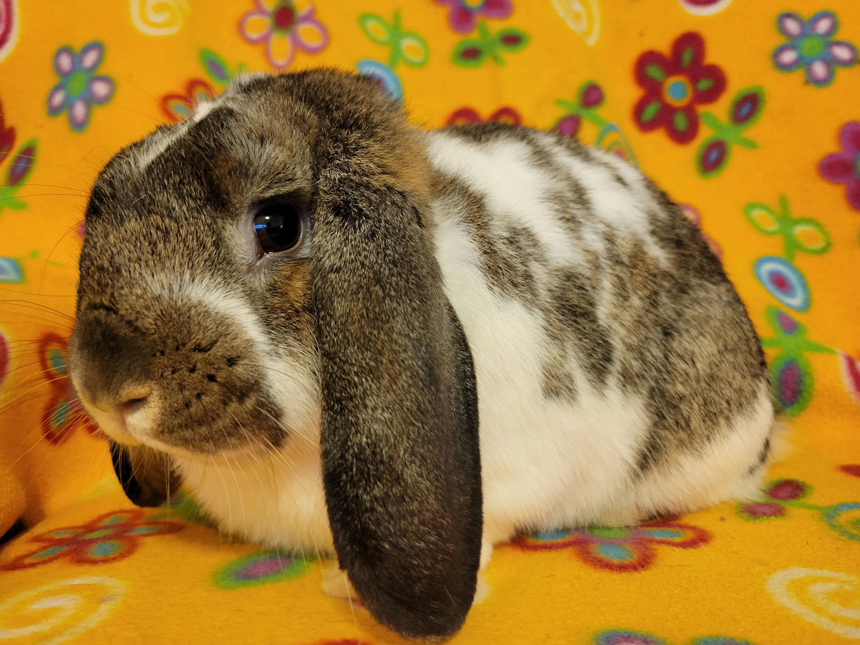 Enlarge Philip, a Adopted Holland Lop in Ames, IA image 1/5