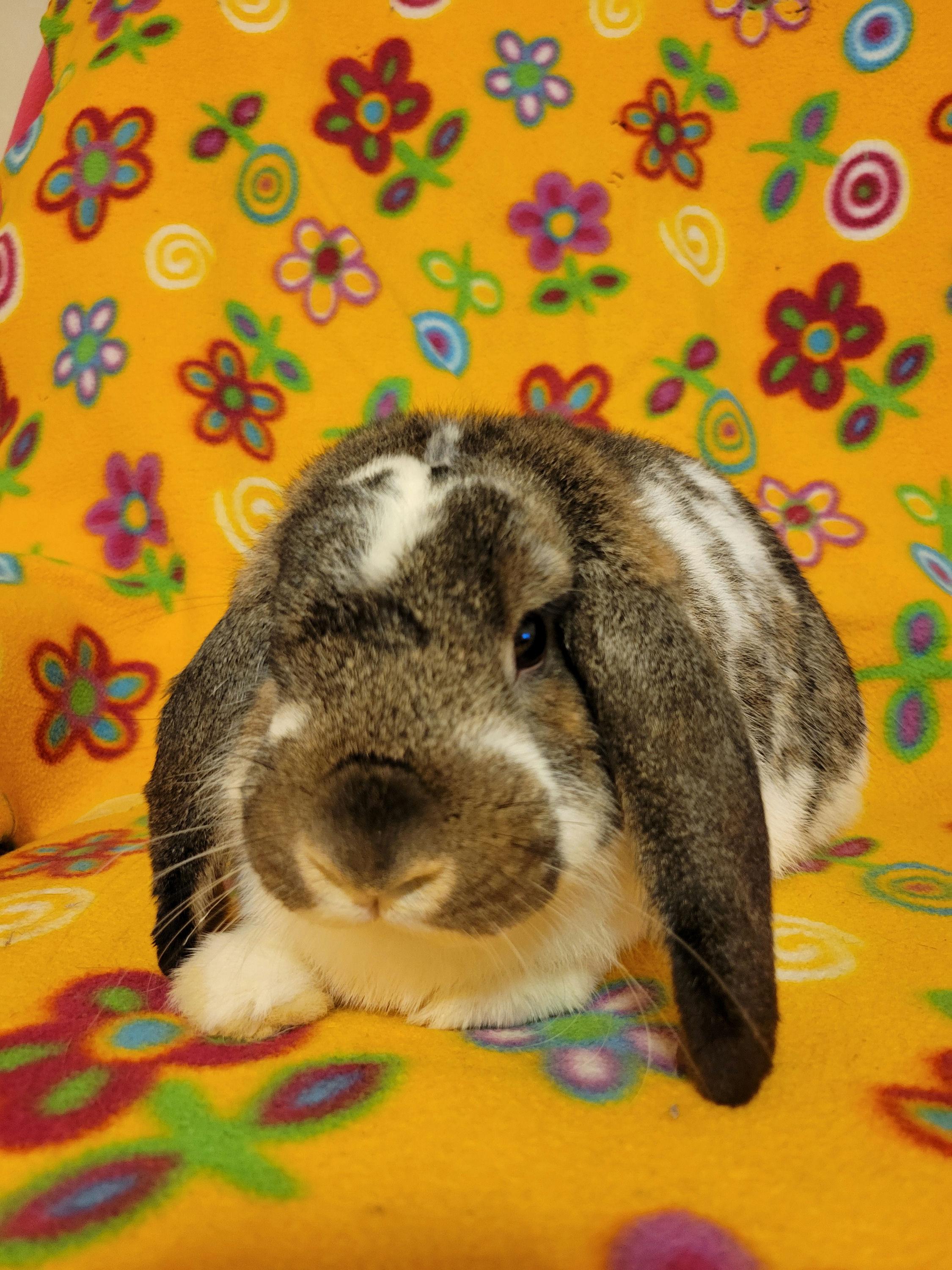 Enlarge Philip, a Adopted Holland Lop in Ames, IA image 2/5