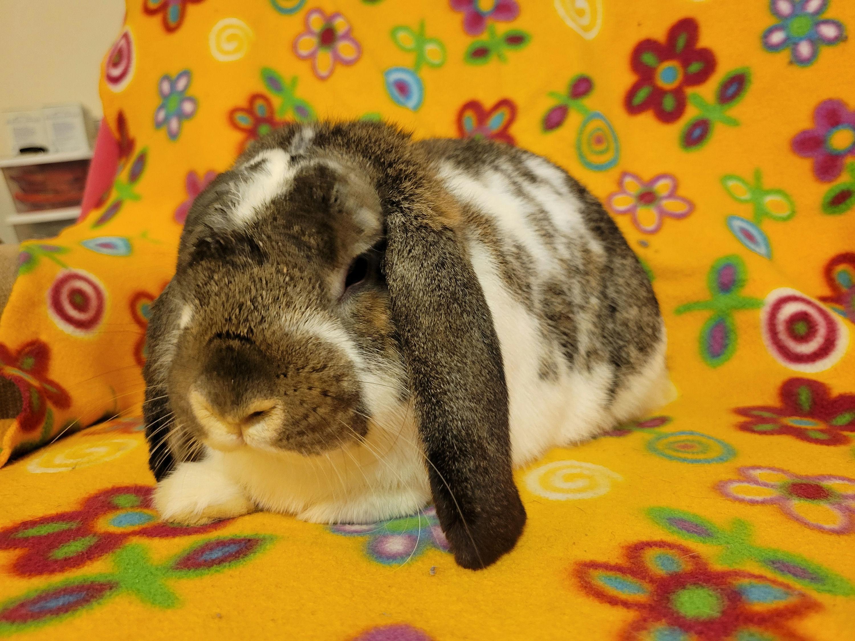 Enlarge Philip, a Adopted Holland Lop in Ames, IA image 3/5