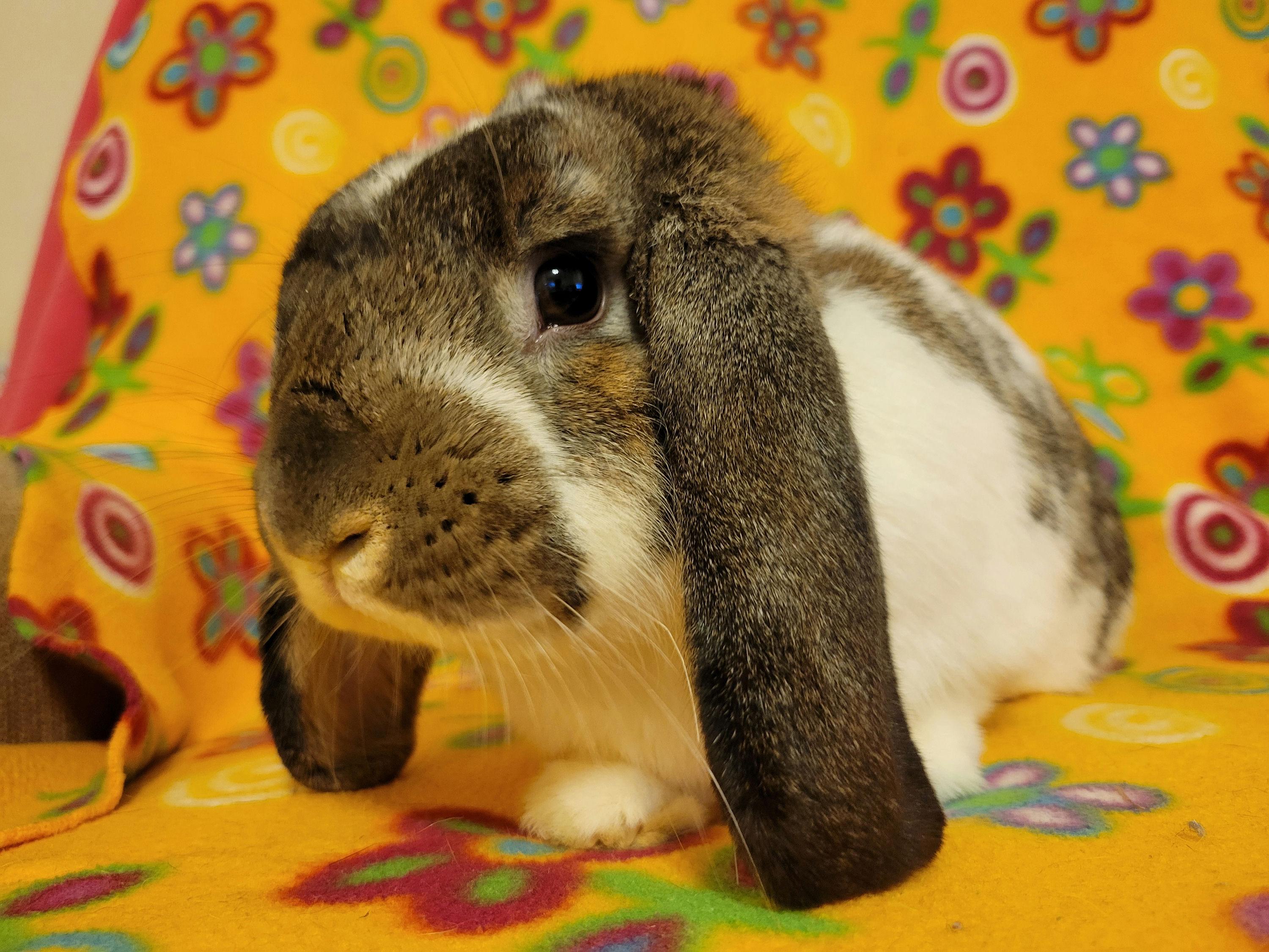Enlarge Philip, a Adopted Holland Lop in Ames, IA image 5/5