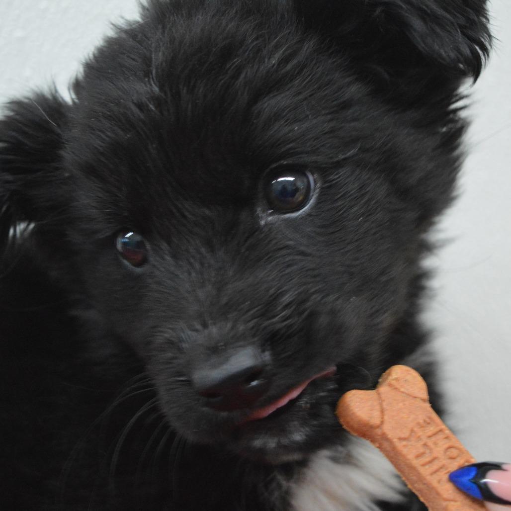 Winter, Adoptable, Puppy Female Border Collie.