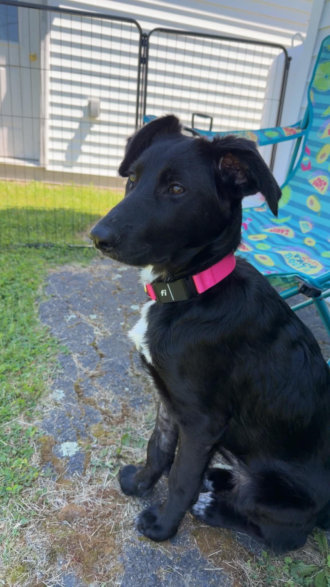 Riza, a Adoptable mixed breed in Berwick, ME image 2/3
