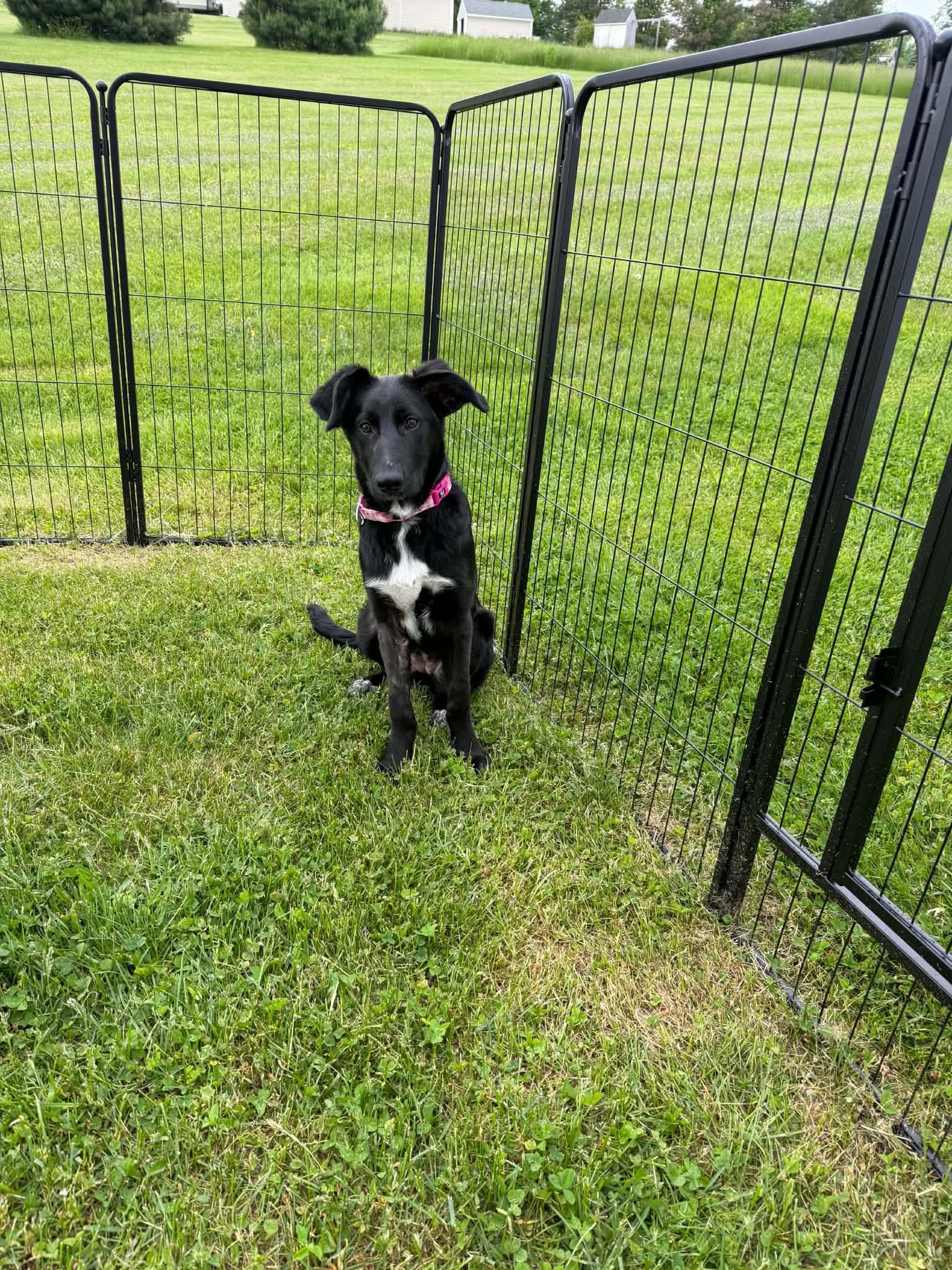 Riza, Adoptable, Puppy Female Shepherd.