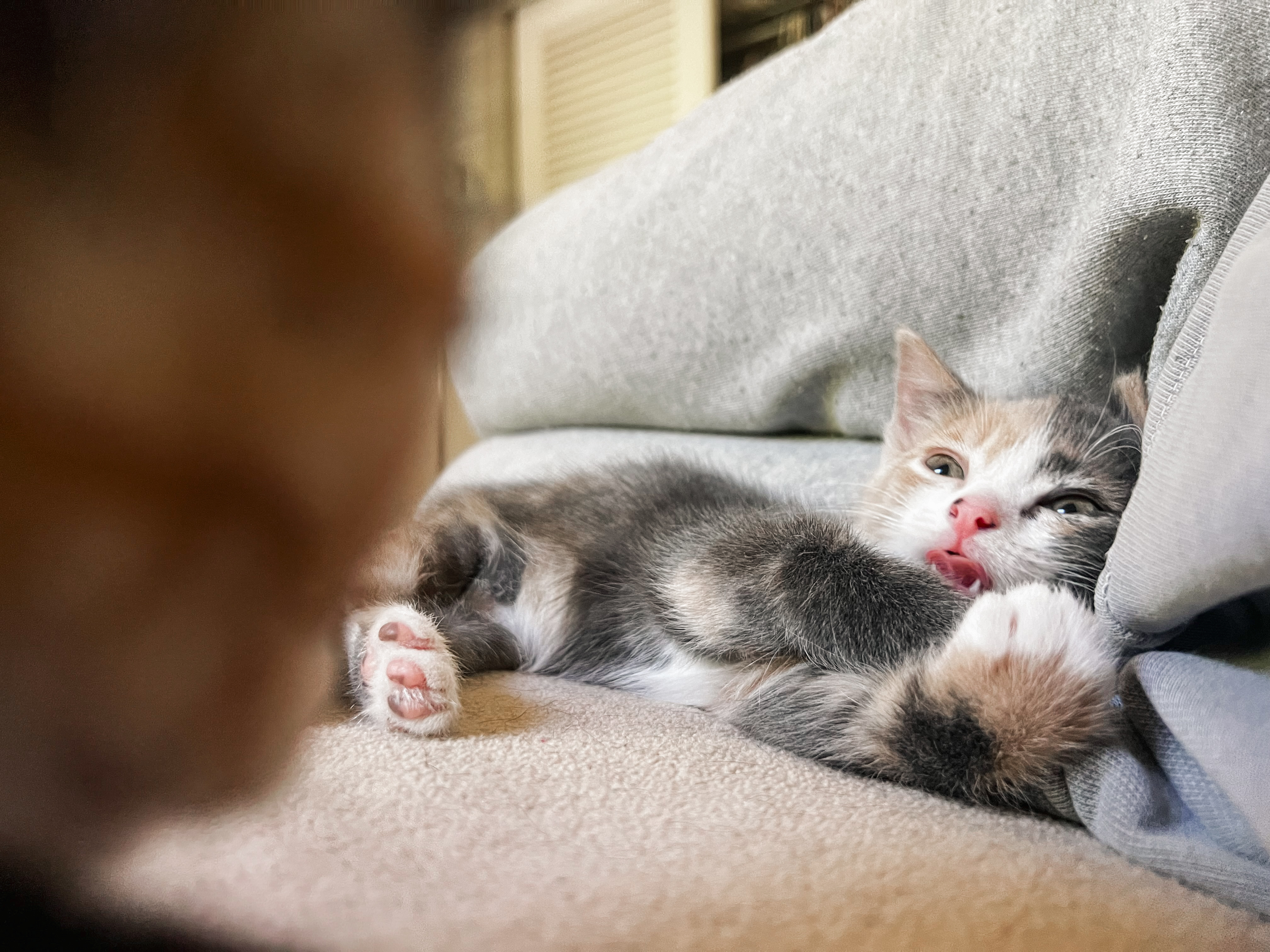 Bluey **bonded with Bingo and Chili**, a Adopted Domestic Short Hair in FITCHBURG, MA image 1/5