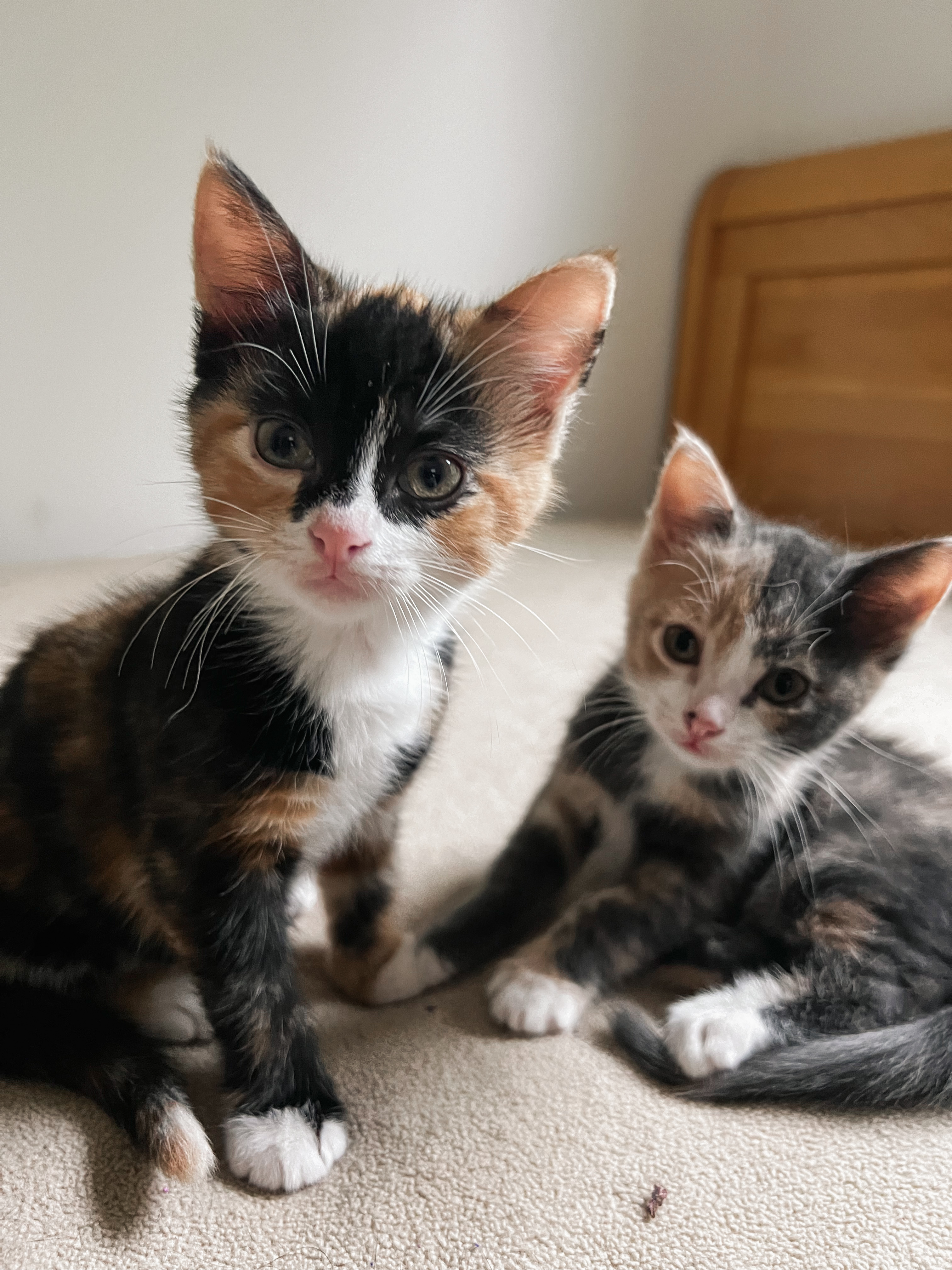 Bluey **bonded with Bingo and Chili**, a Adopted Domestic Short Hair in FITCHBURG, MA image 3/5