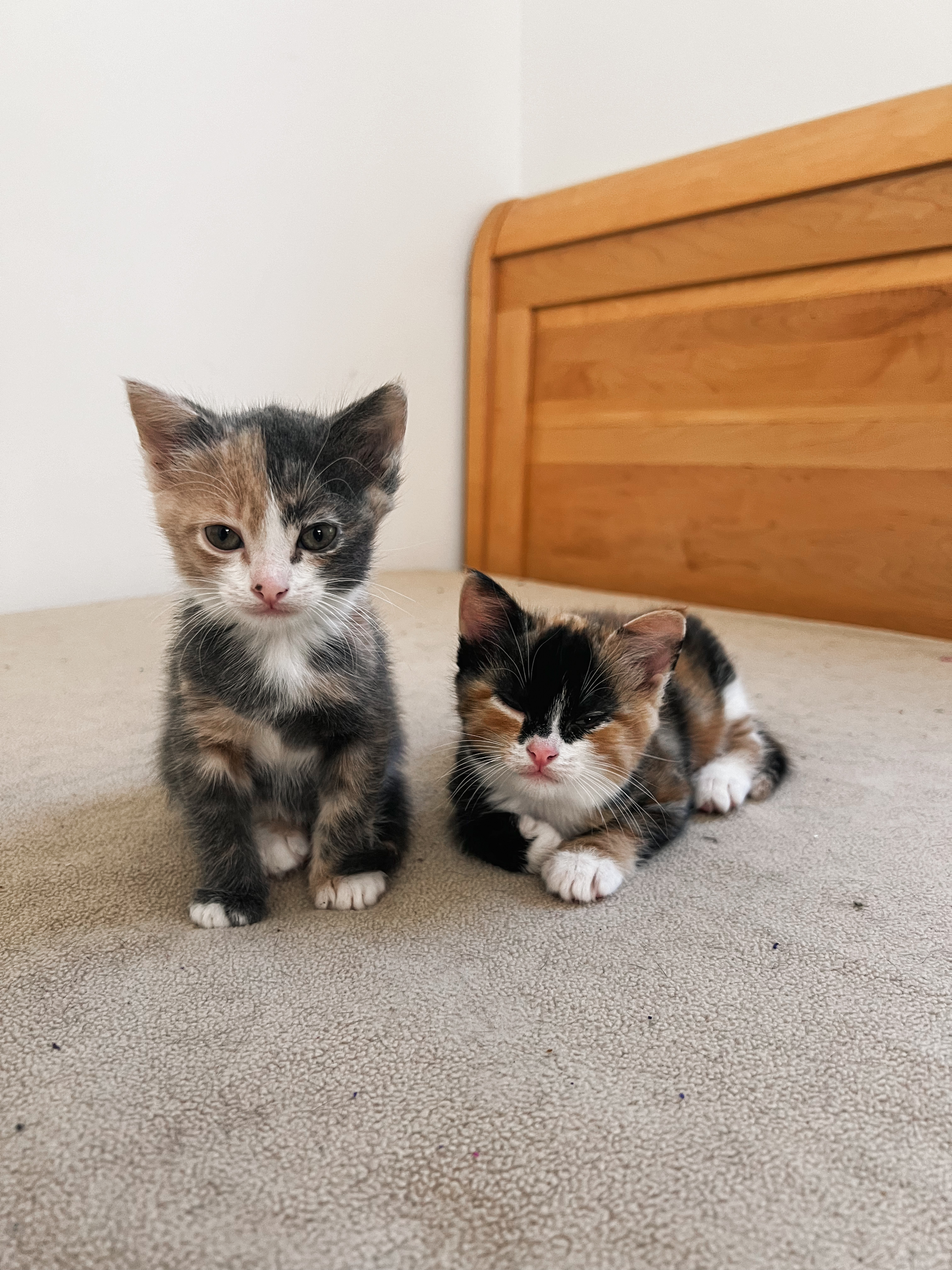 Bluey **bonded with Bingo and Chili**, a Adopted Domestic Short Hair in FITCHBURG, MA image 4/5