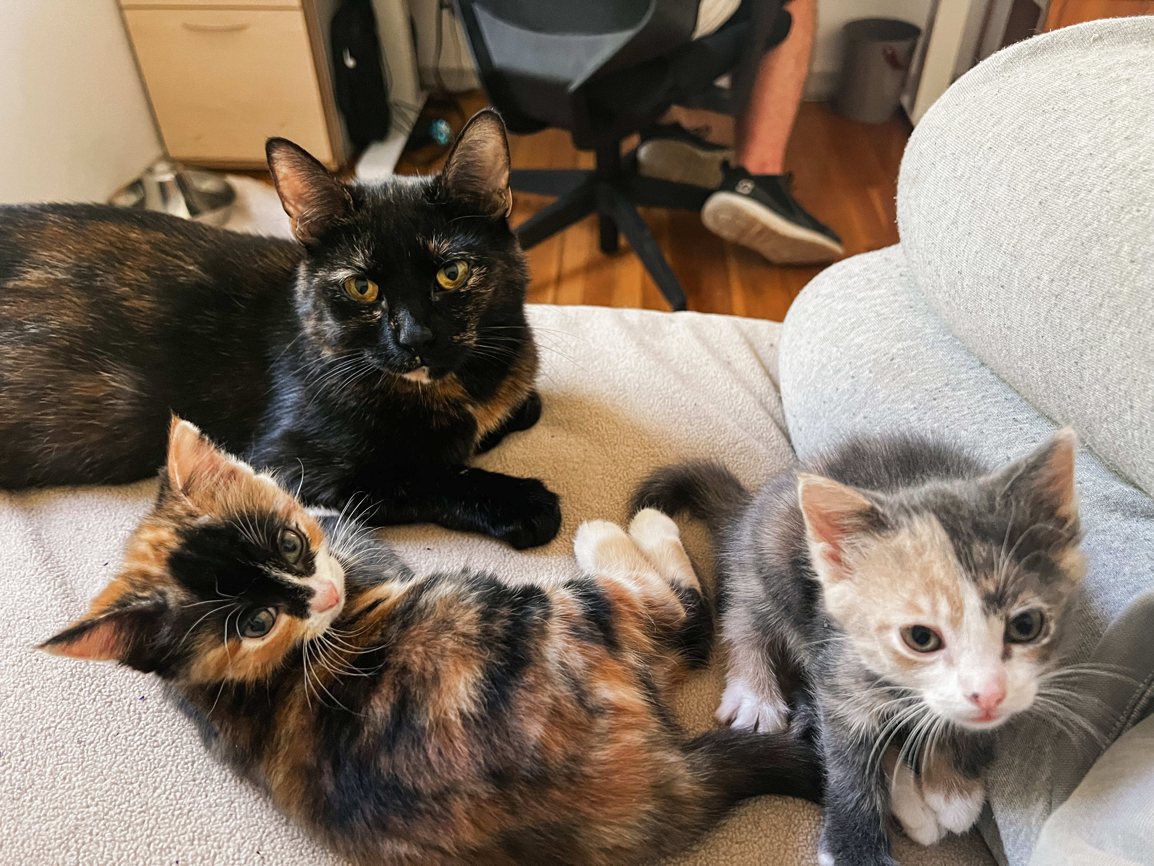 Bluey **bonded with Bingo and Chili**, a Adopted Domestic Short Hair in FITCHBURG, MA image 5/5