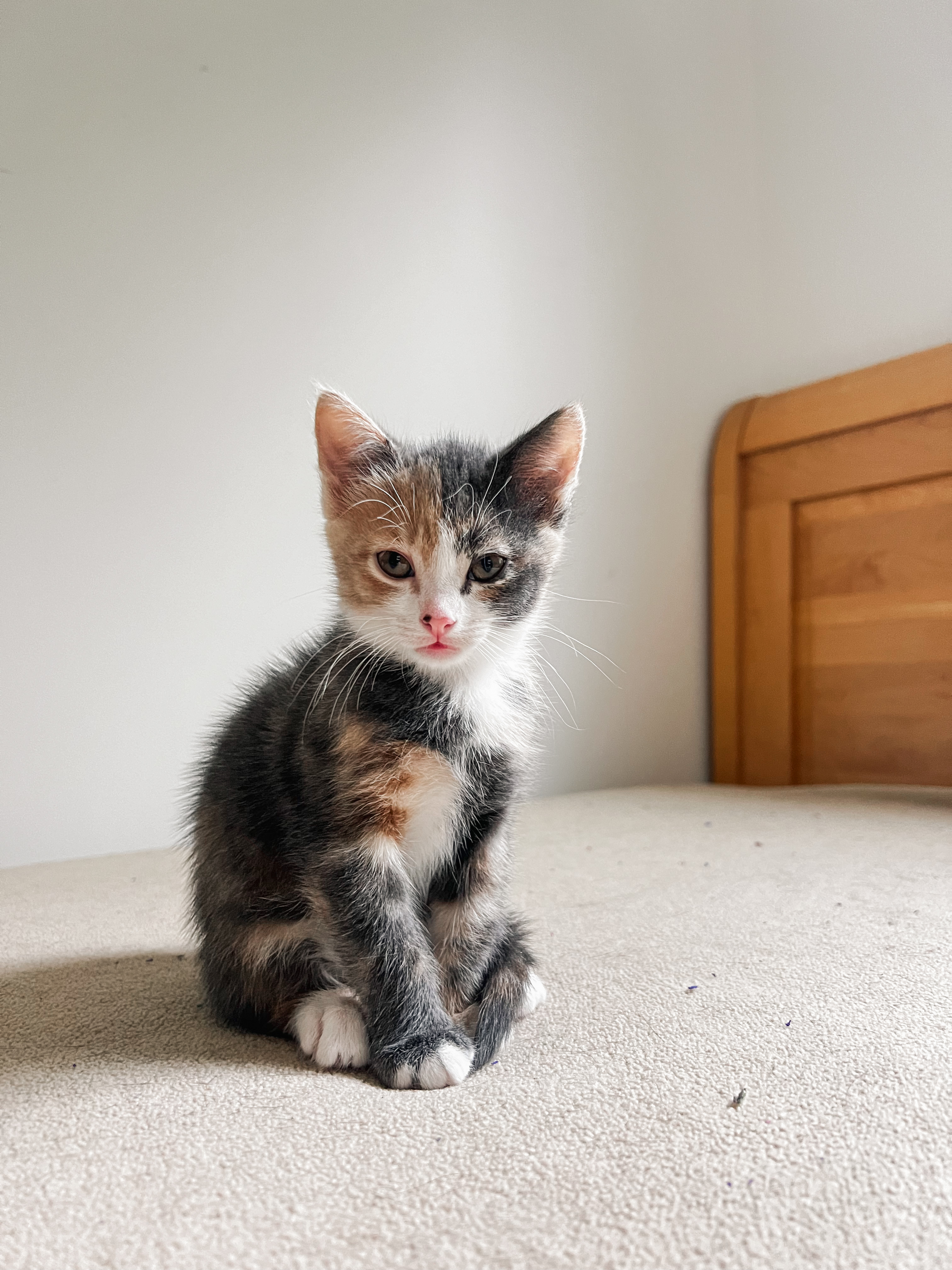 Bluey **bonded with Bingo and Chili**, a Adopted Domestic Short Hair in FITCHBURG, MA image 2/5
