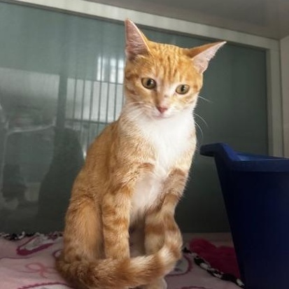 Abbie, Adoptable, Adult Female Domestic Short Hair.