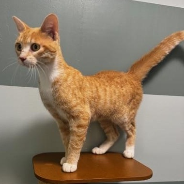 Enlarge Abbie, a Adoptable Domestic Short Hair in Hutchinson, MN image 2/4