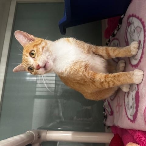 Enlarge Abbie, a Adoptable Domestic Short Hair in Hutchinson, MN image 4/4