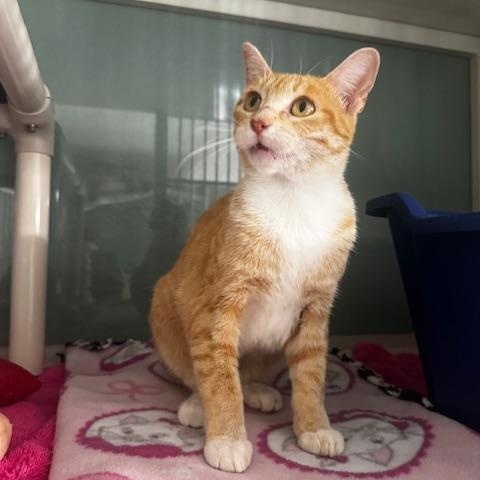 Enlarge Abbie, a Adoptable Domestic Short Hair in Hutchinson, MN image 4/4