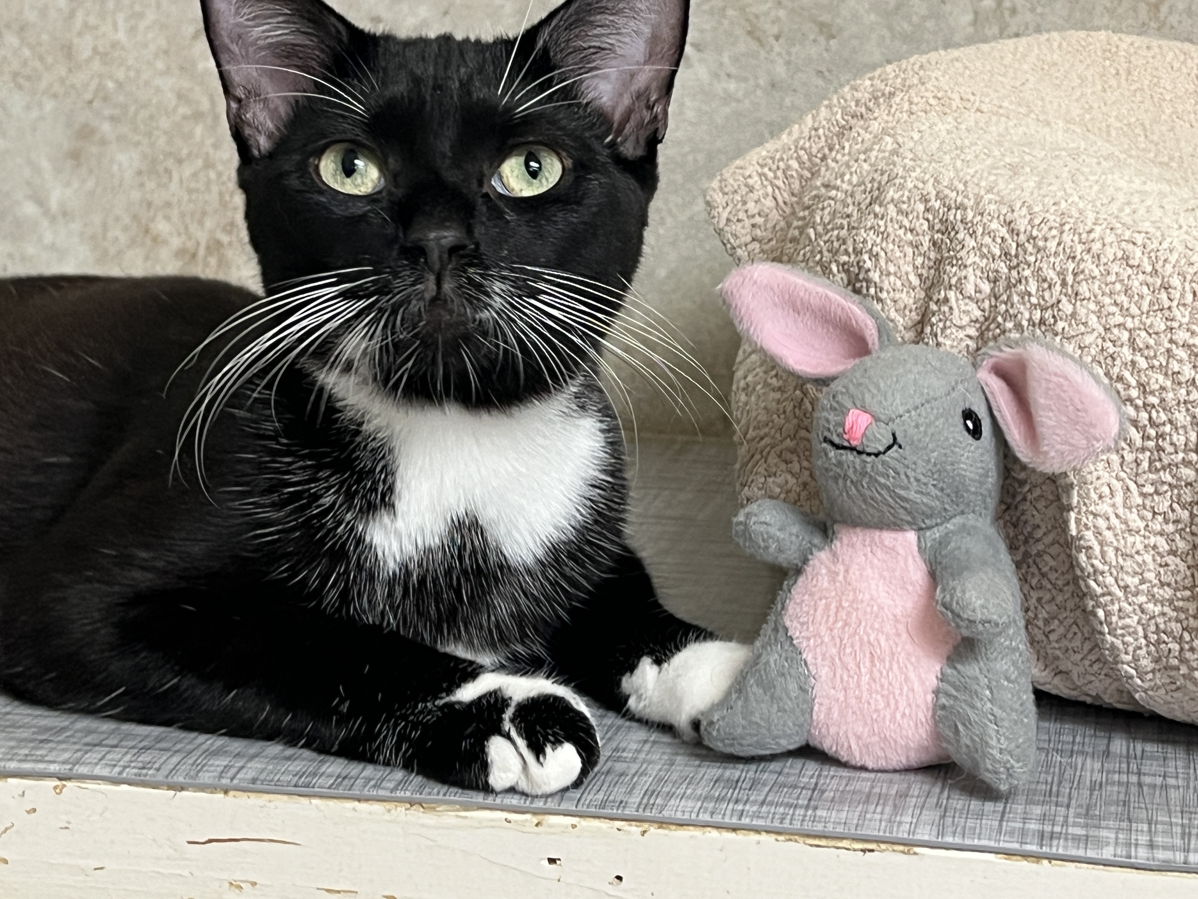 Enlarge Chibs, a Adoptable Tuxedo in Palmyra, VA image 2/6