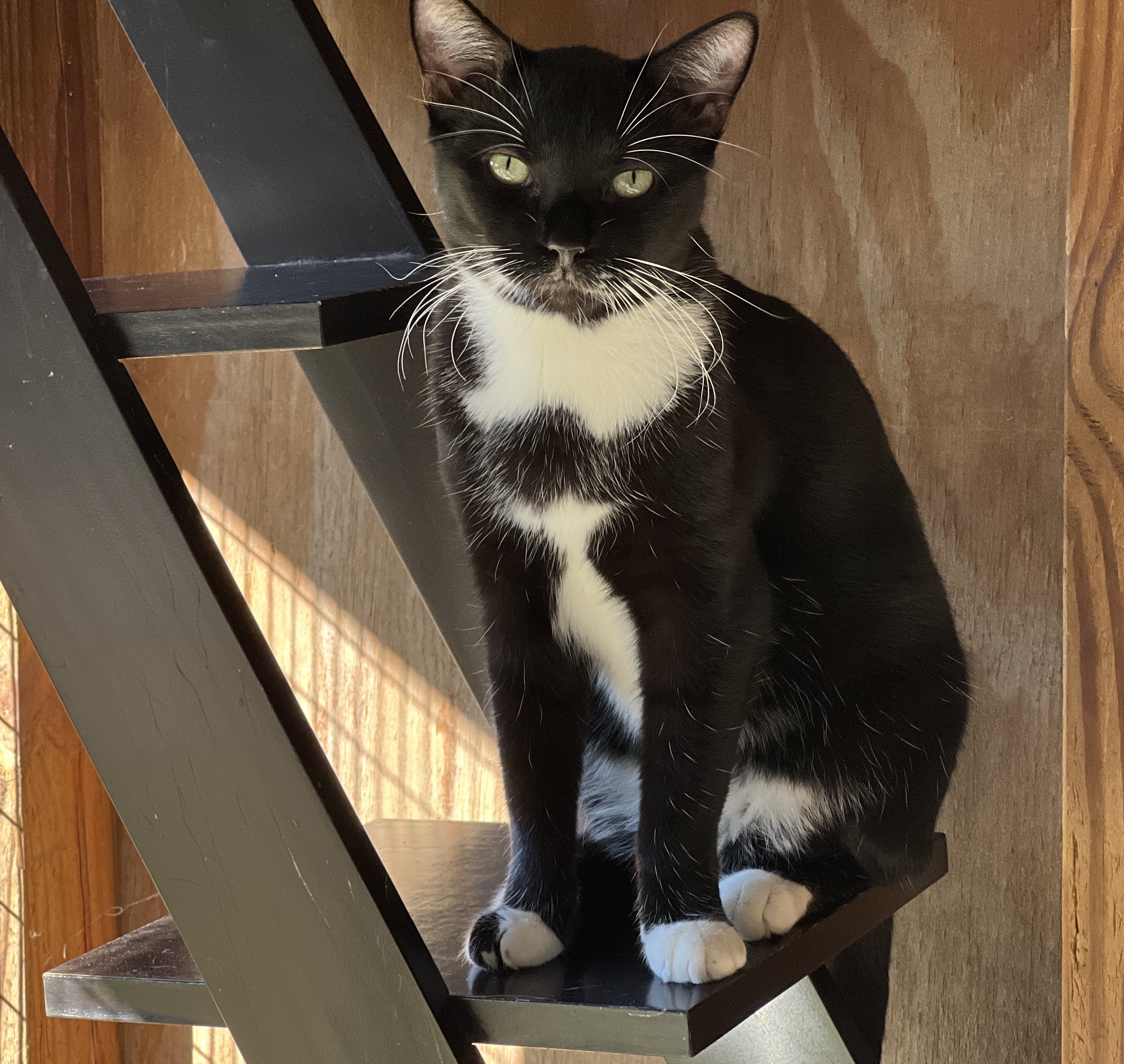 Enlarge Chibs, a Adoptable Tuxedo in Palmyra, VA image 1/6