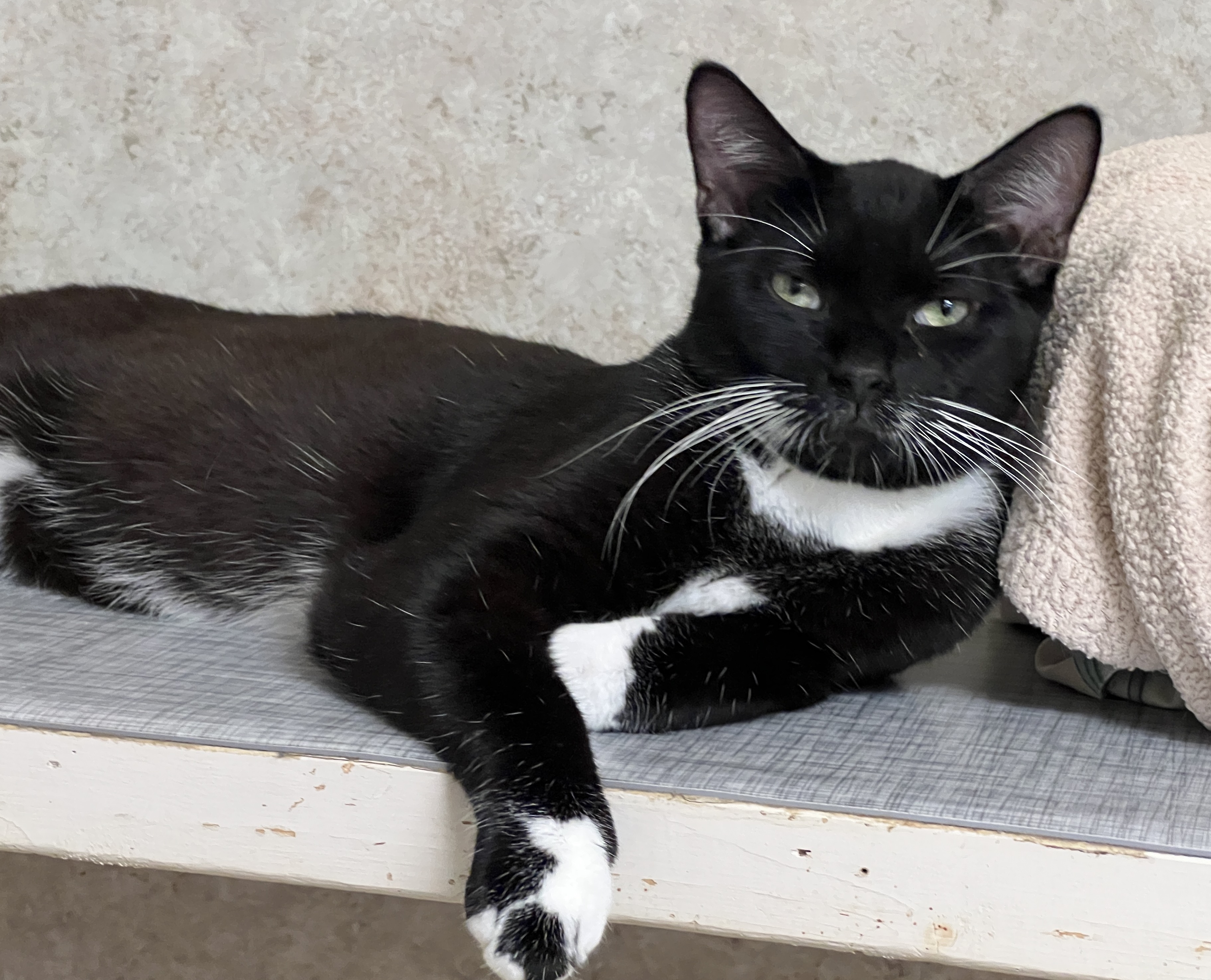 Enlarge Chibs, a Adoptable Tuxedo in Palmyra, VA image 5/6