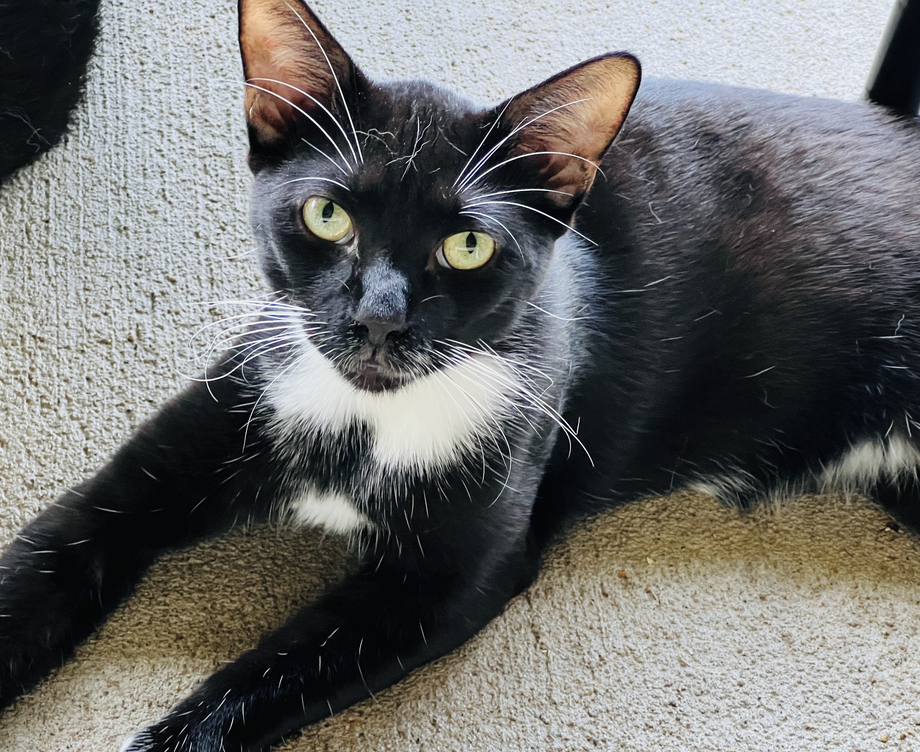 Enlarge Chibs, a Adoptable Tuxedo in Palmyra, VA image 3/6