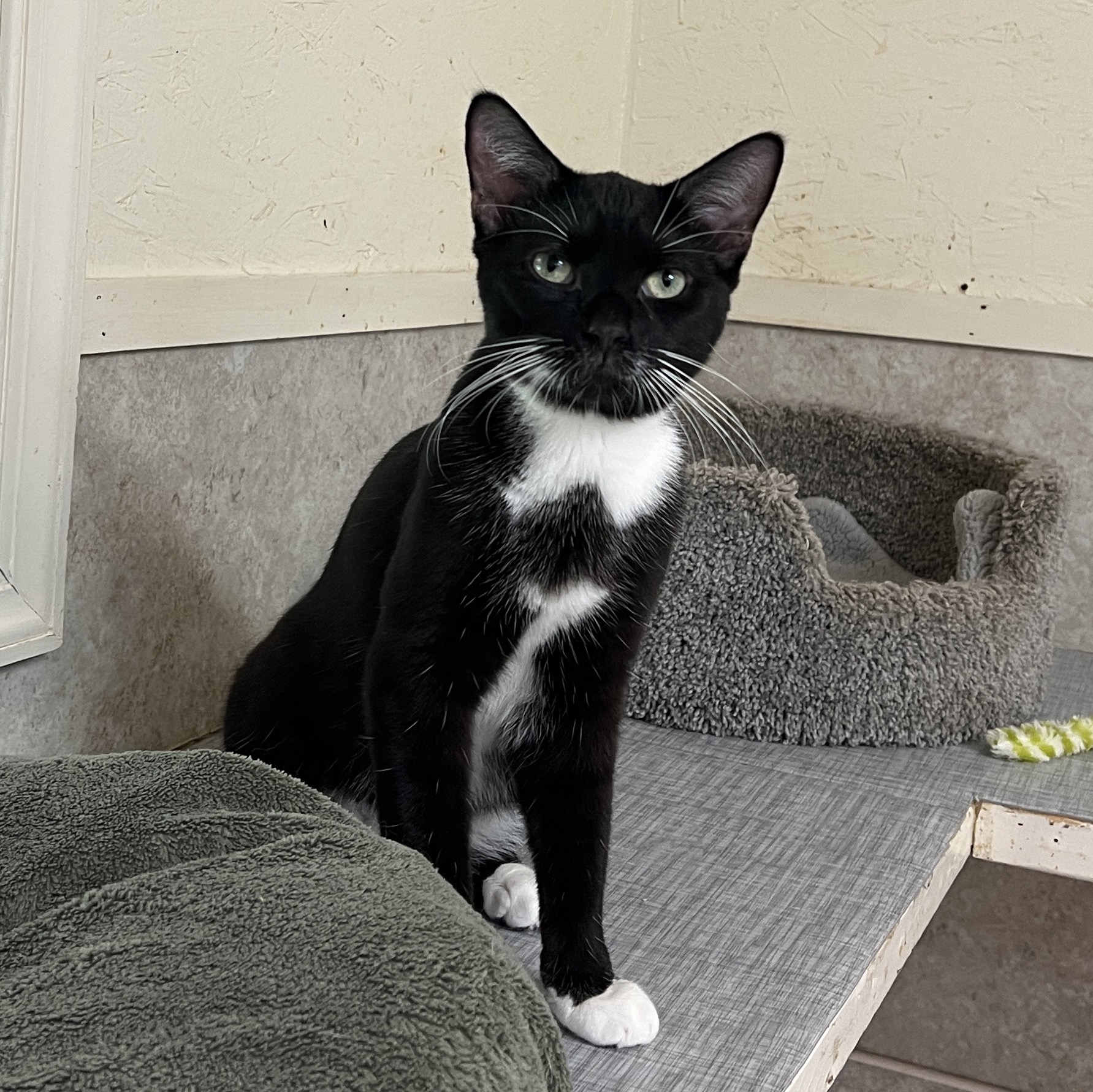 Enlarge Chibs, a Adoptable Tuxedo in Palmyra, VA image 4/6