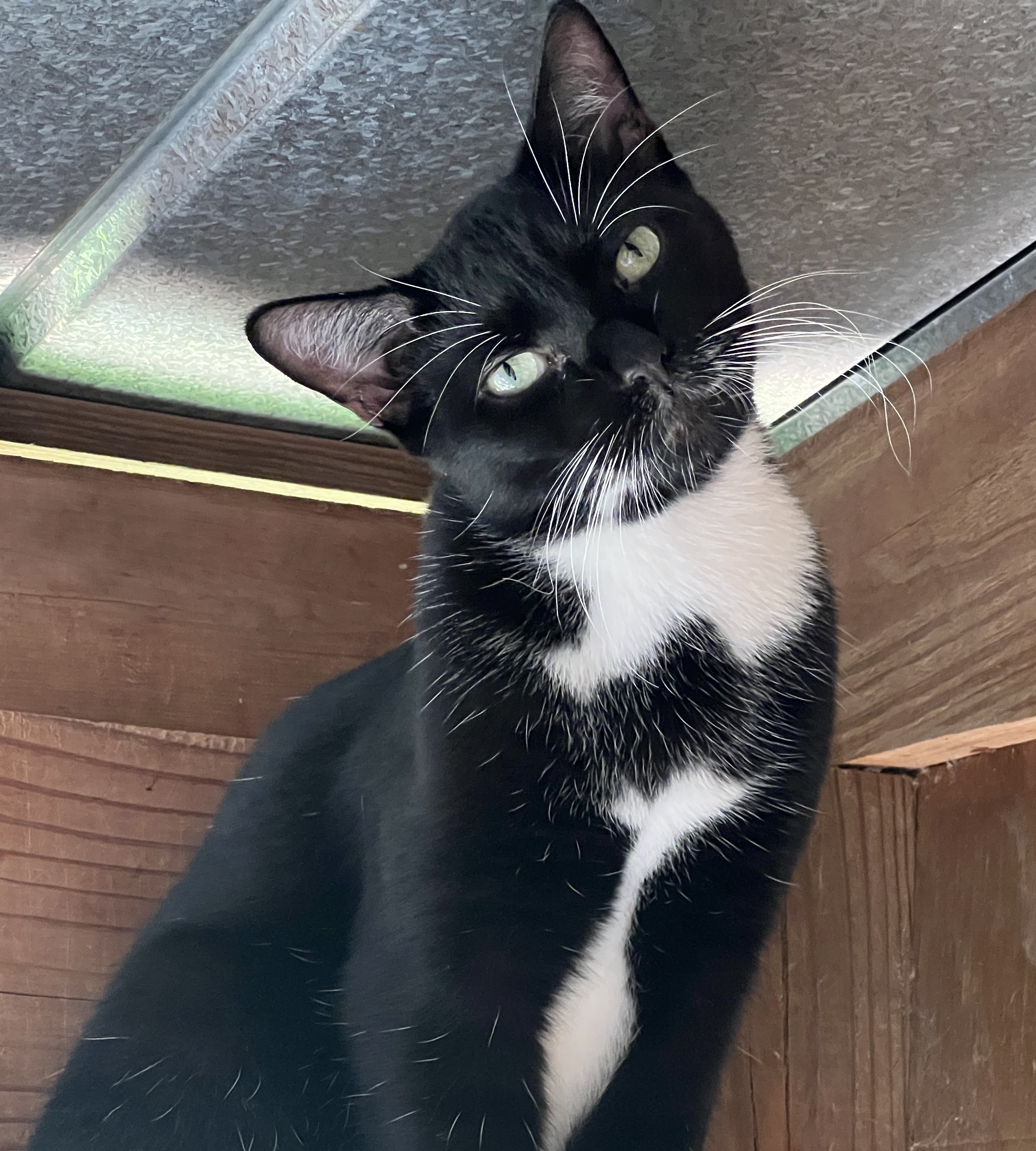 Enlarge Chibs, a Adoptable Tuxedo in Palmyra, VA image 6/6