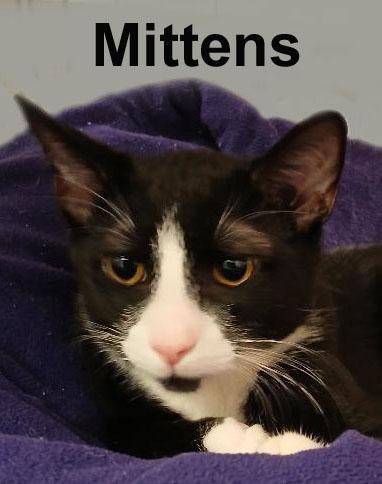 Socks & Mittens Dut. (sweet bonded brothers), an adopted Domestic Short Hair in Stowe, PA image 3/3