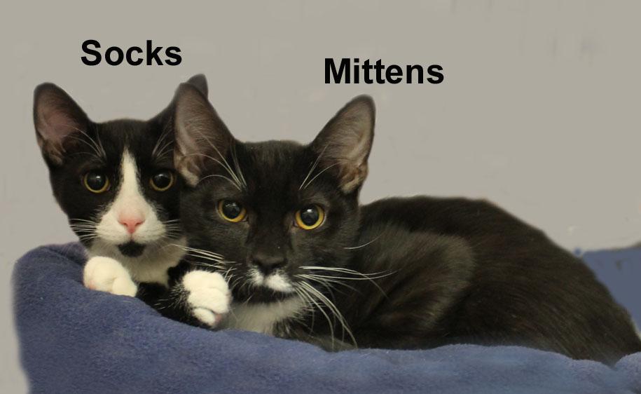 Socks & Mittens Dut. (sweet bonded brothers), an adopted Domestic Short Hair in Stowe, PA image 1/3