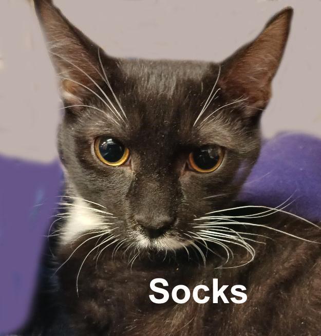 Socks & Mittens Dut. (sweet bonded brothers), an adopted Domestic Short Hair in Stowe, PA image 2/3