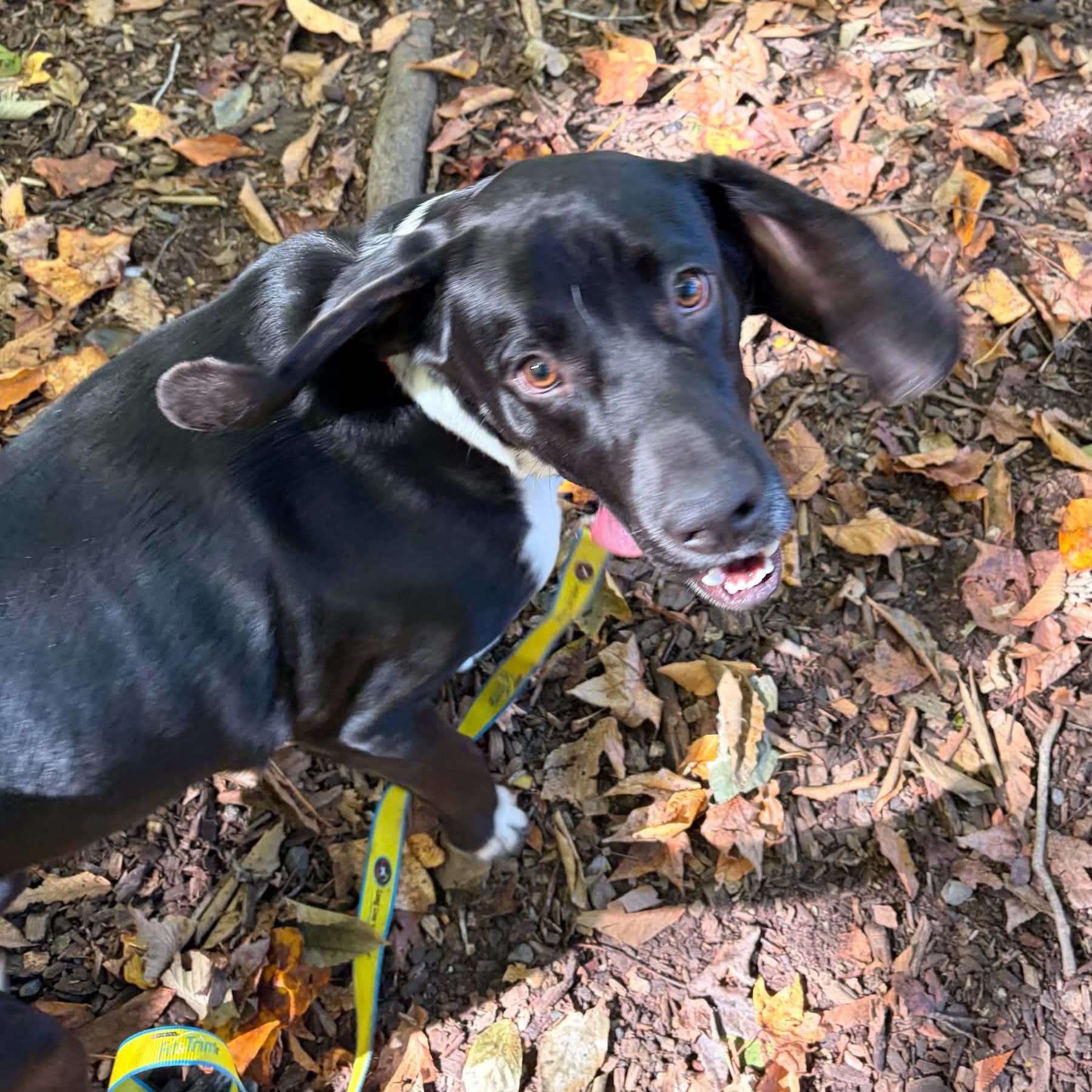 Enlarge Phantom, a Adoptable mixed breed in Sunderland, MD image 3/4