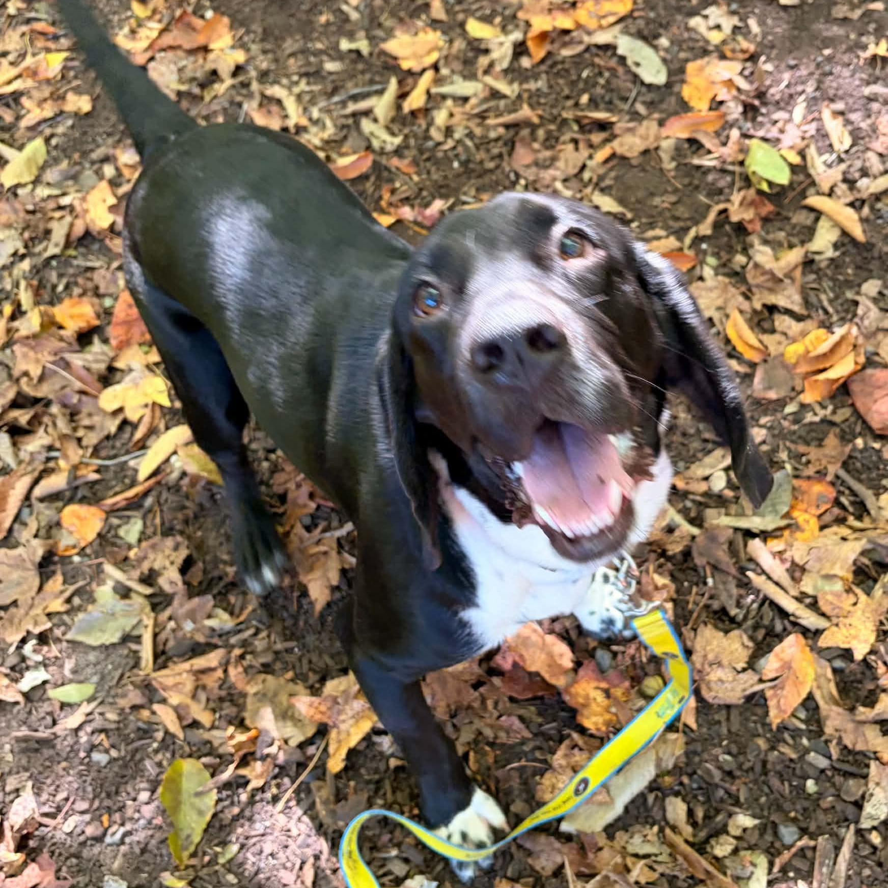 Enlarge Phantom, a Adoptable mixed breed in Sunderland, MD image 2/4