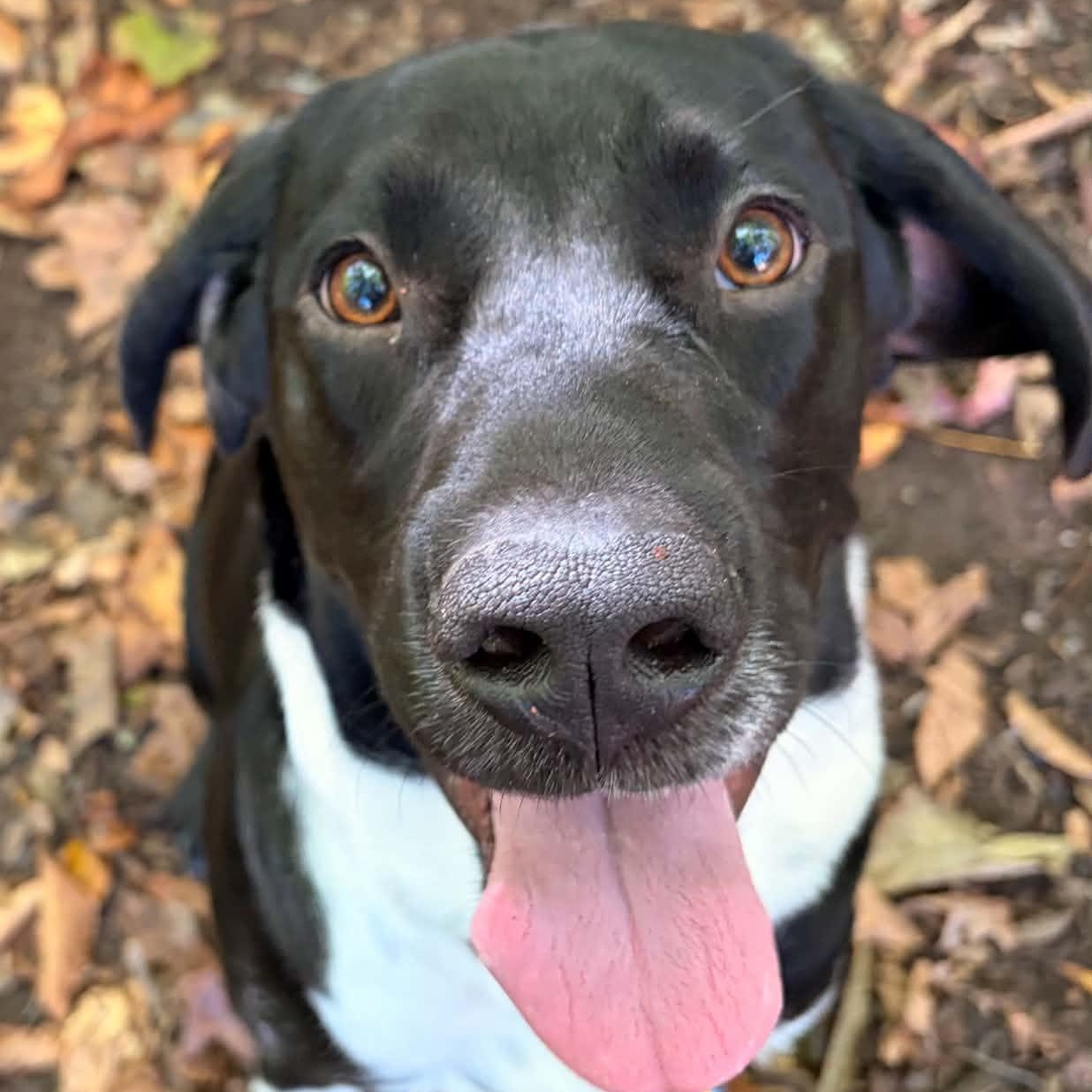 Enlarge Phantom, a Adoptable mixed breed in Sunderland, MD image 4/4