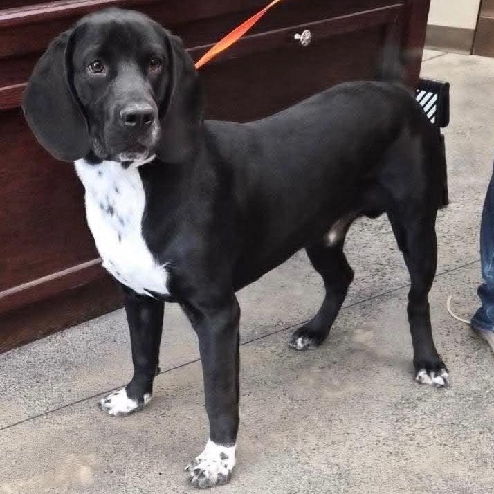Enlarge Phantom, a Adoptable mixed breed in Sunderland, MD image 1/4