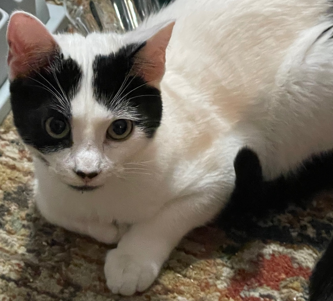 Cat for adoption Brie, a Domestic Short Hair in Tualatin, OR Petfinder