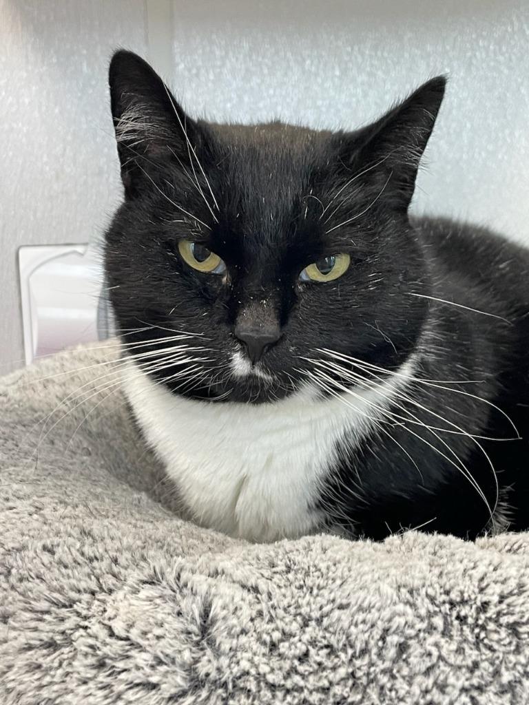 ROSEY (Mama Cat), Adoptable, Adult Female Domestic Short Hair.