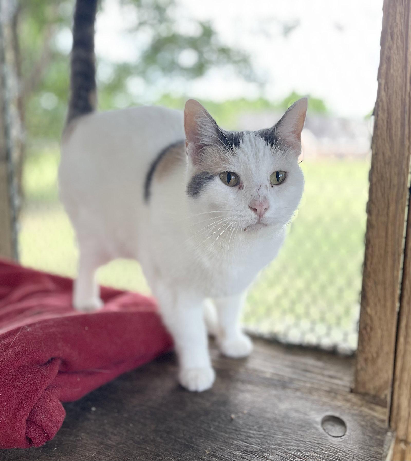 Teresa, Adoptable, Adult Female Calico & Domestic Short Hair.