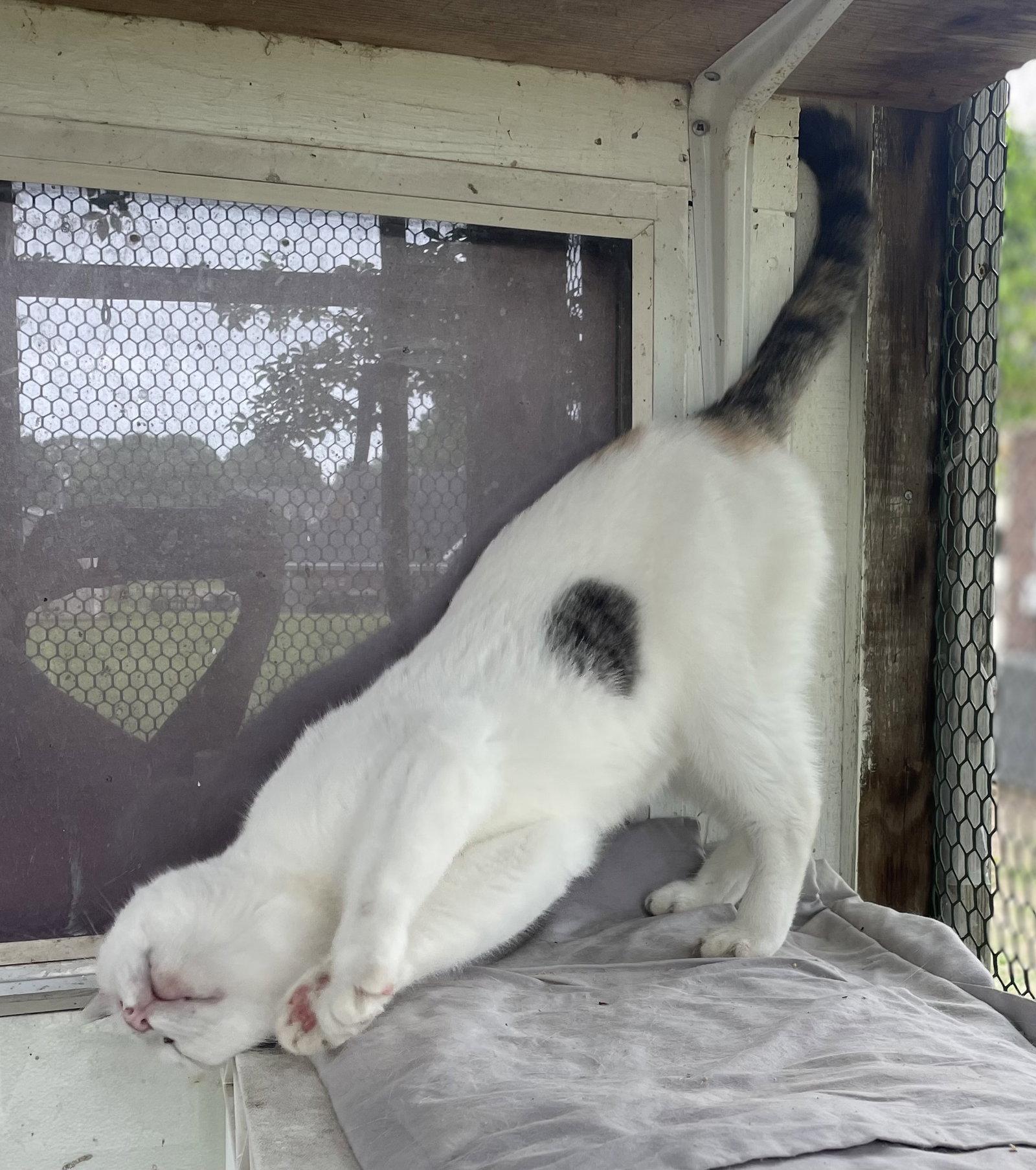 Enlarge Teresa, a Adoptable mixed breed in Oxford, MS image 2/3