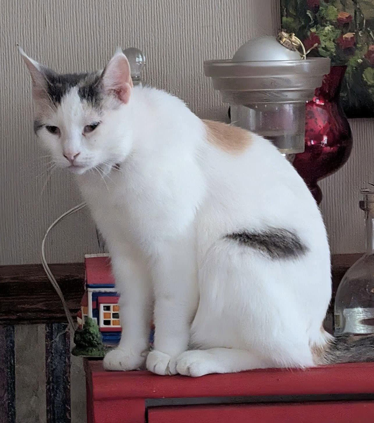 Enlarge Teresa, a Adoptable mixed breed in Oxford, MS image 3/3