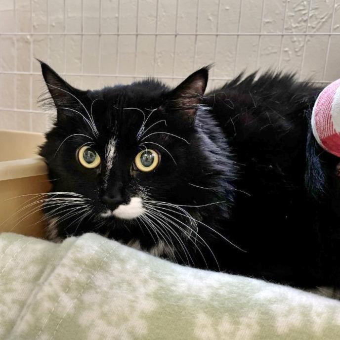 Enlarge Ohana, a Adoptable Domestic Long Hair in Medford, OR image 1/1